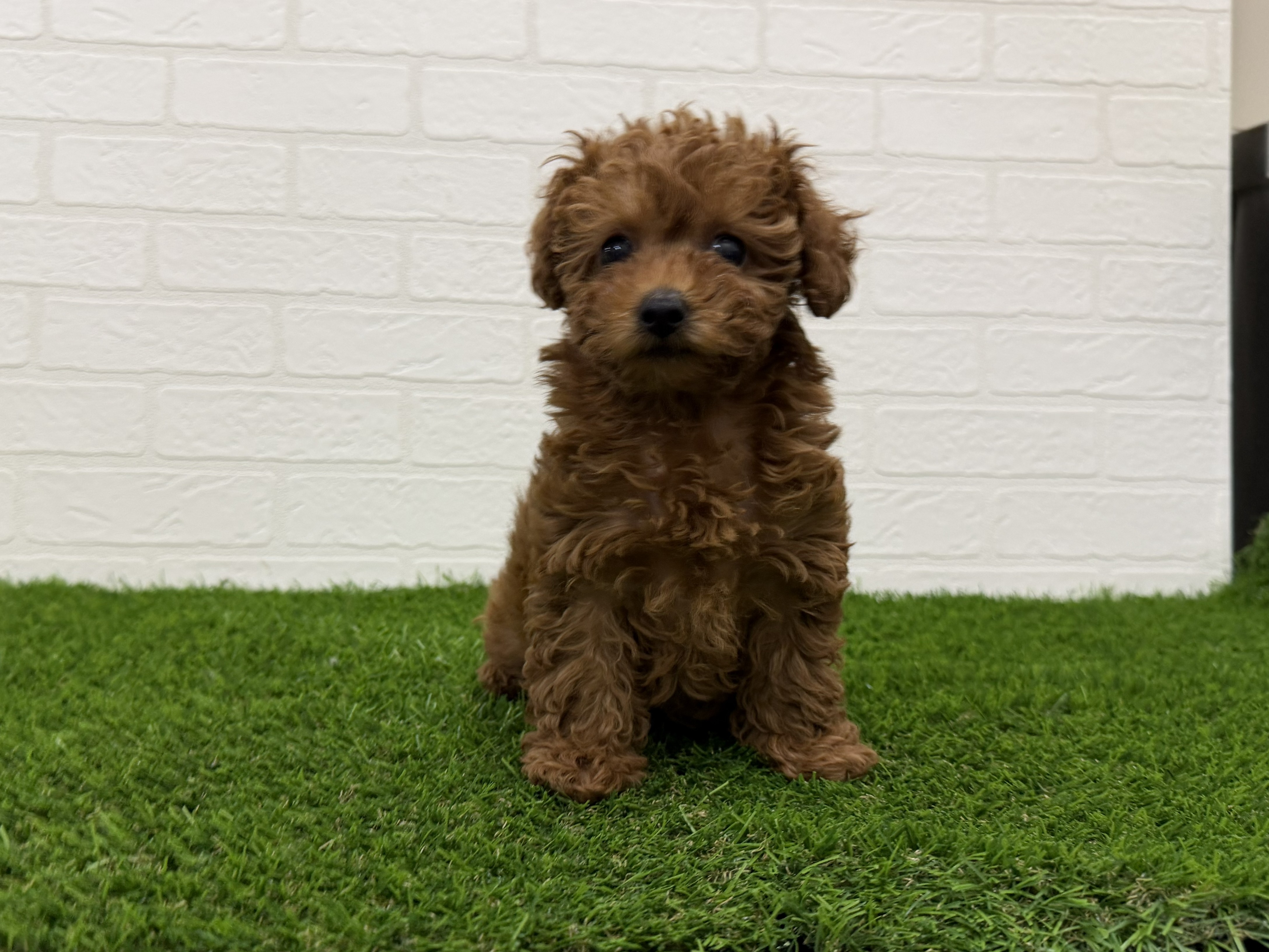 東京都のトイプードル(トイ) (ワンニャンハウス赤羽店/2026年1月27日生まれ/女の子/レッドフォーン)の子犬の2枚目の画像