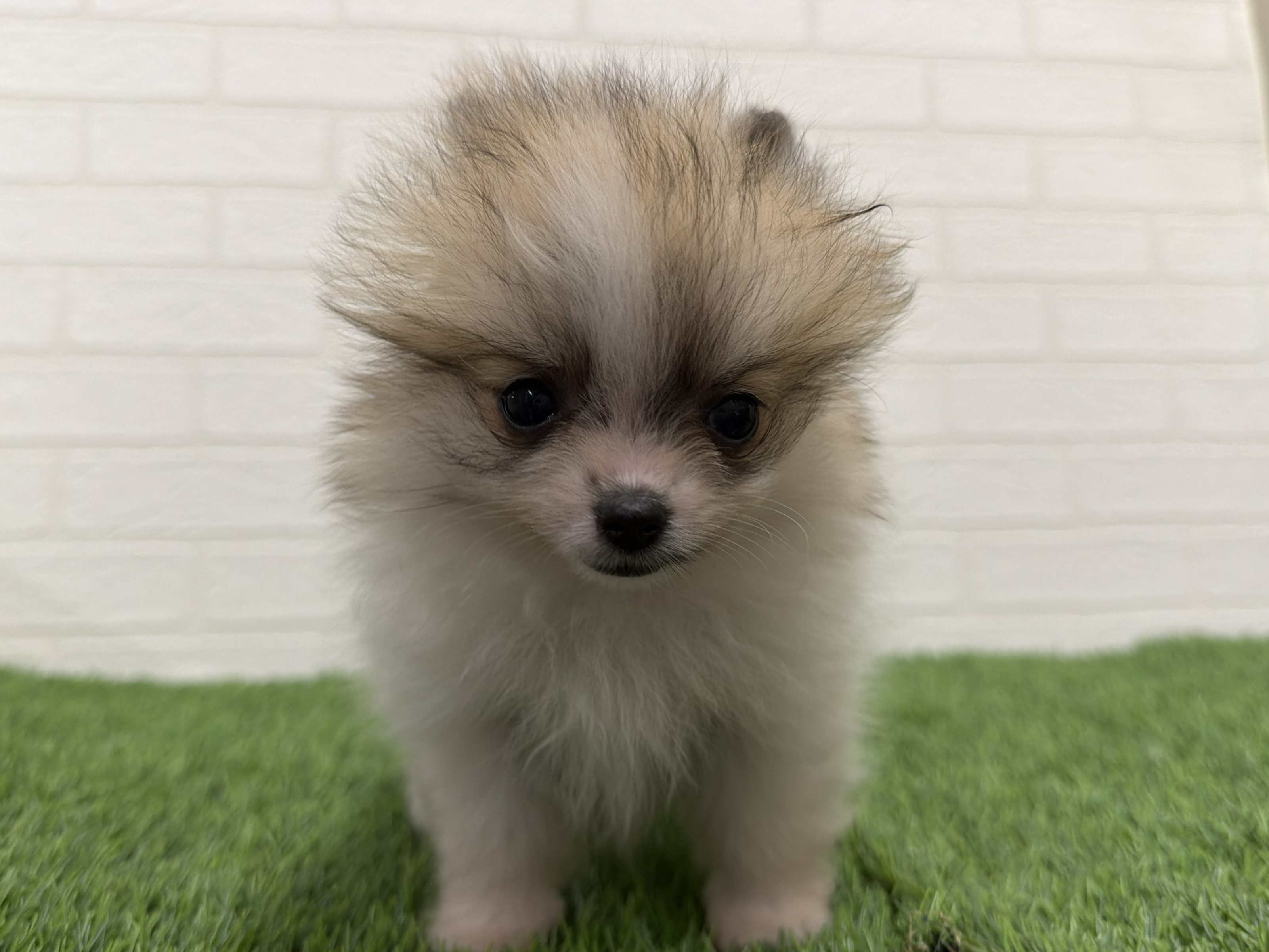 東京都のポメラニアン (ワンニャンハウス赤羽店/2026年1月6日生まれ/女の子/パーティーカラー)の子犬の3枚目の画像