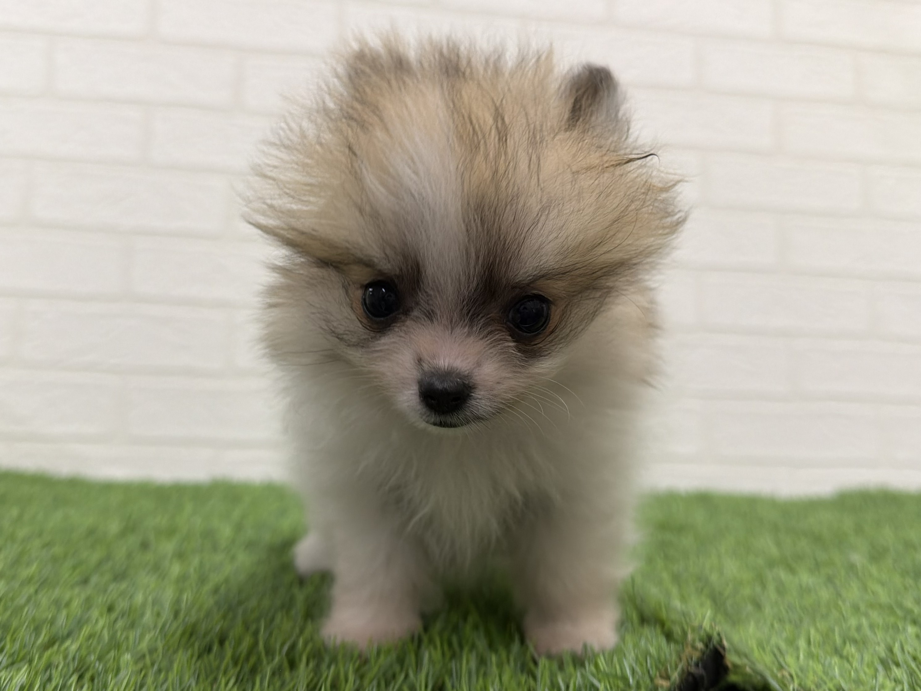 東京都のポメラニアン (ワンニャンハウス赤羽店/2026年1月6日生まれ/女の子/パーティーカラー)の子犬の2枚目の画像