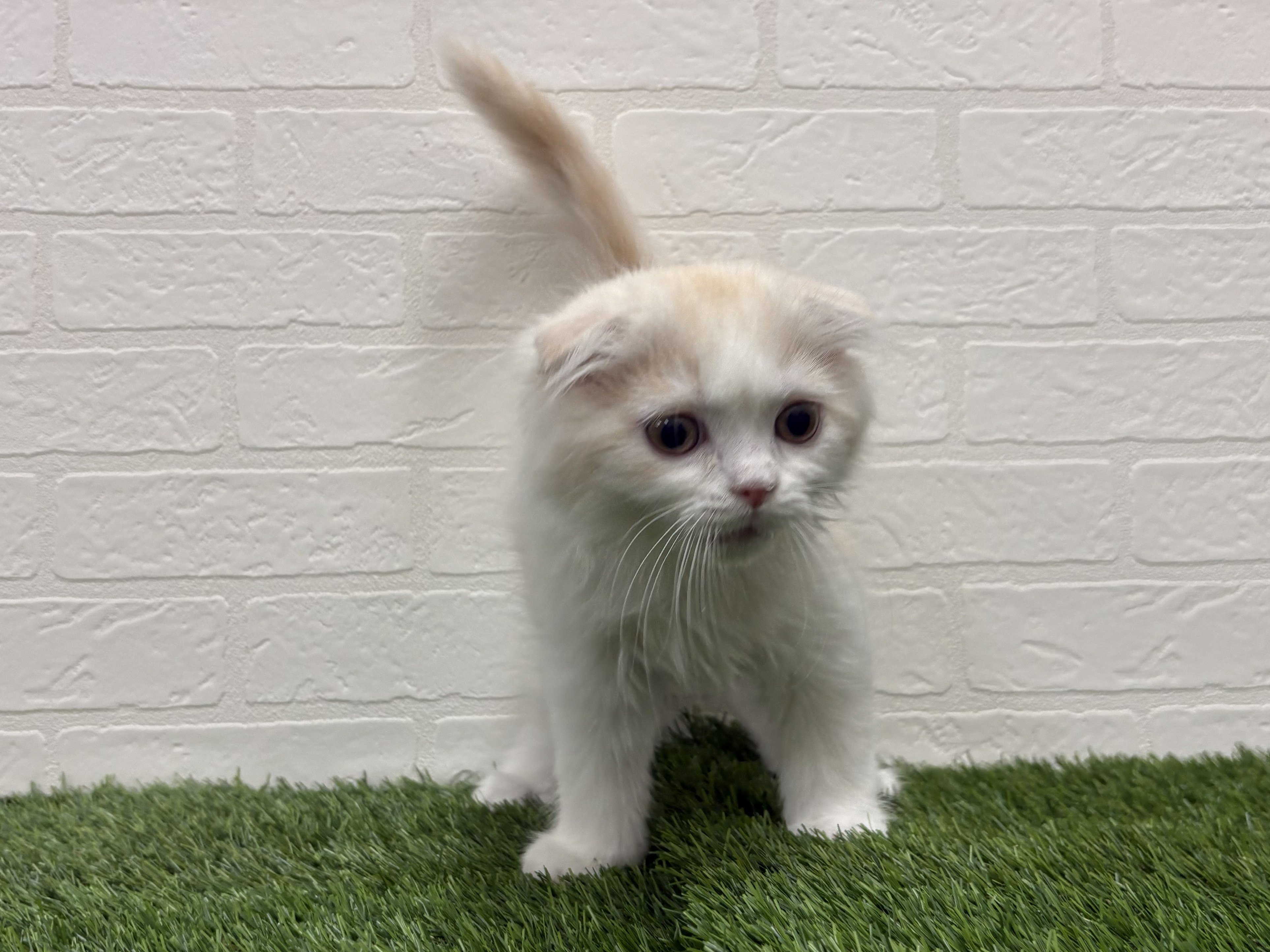 東京都のスコティッシュフォールド (ワンニャンハウス赤羽店/2025年10月18日生まれ/男の子/カメオタビーホワイト)の子猫の2枚目の画像