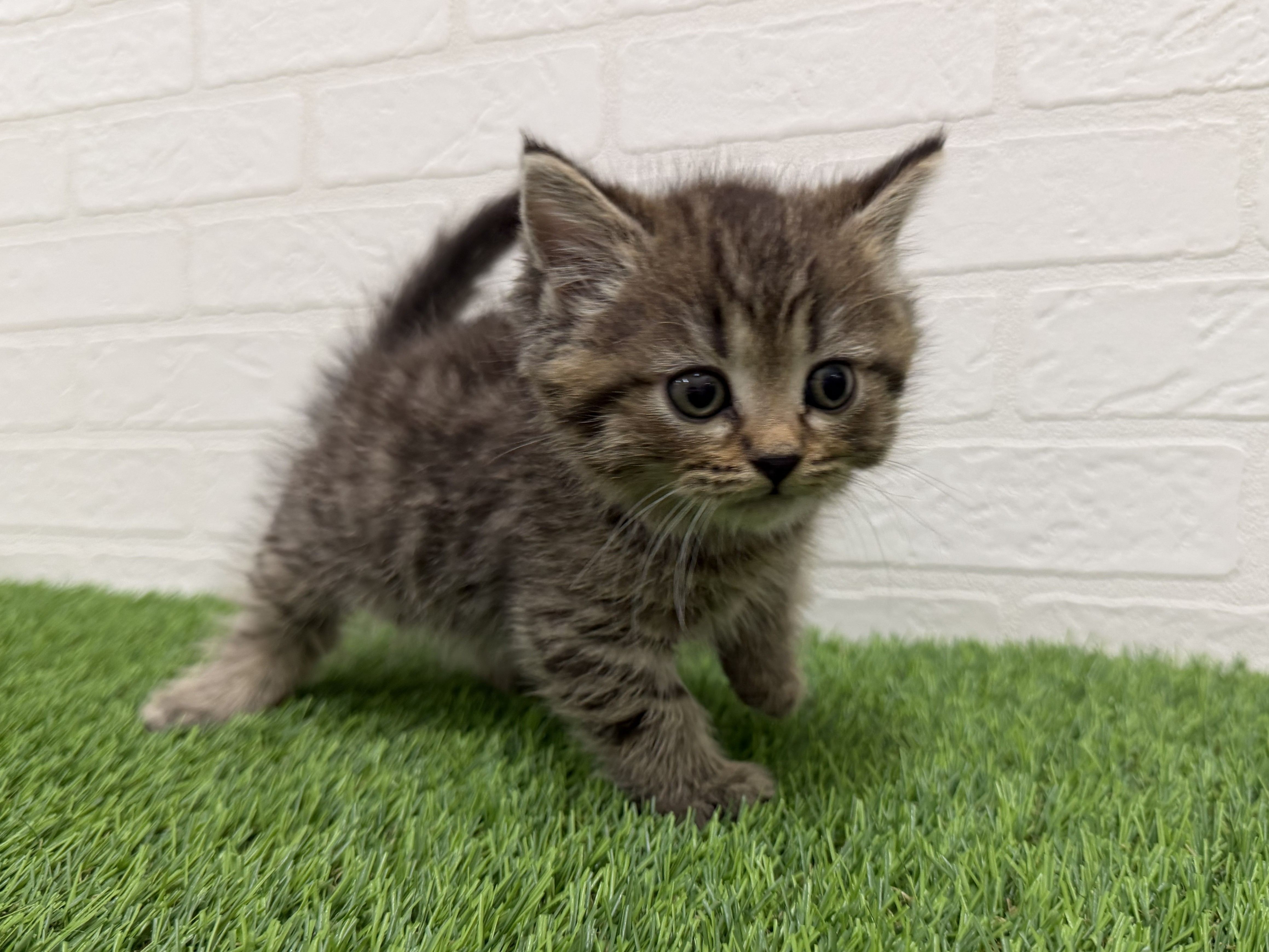 東京都のマンチカン (ワンニャンハウス赤羽店/2026年1月17日生まれ/男の子/ブラウンタビー)の子猫の3枚目の画像