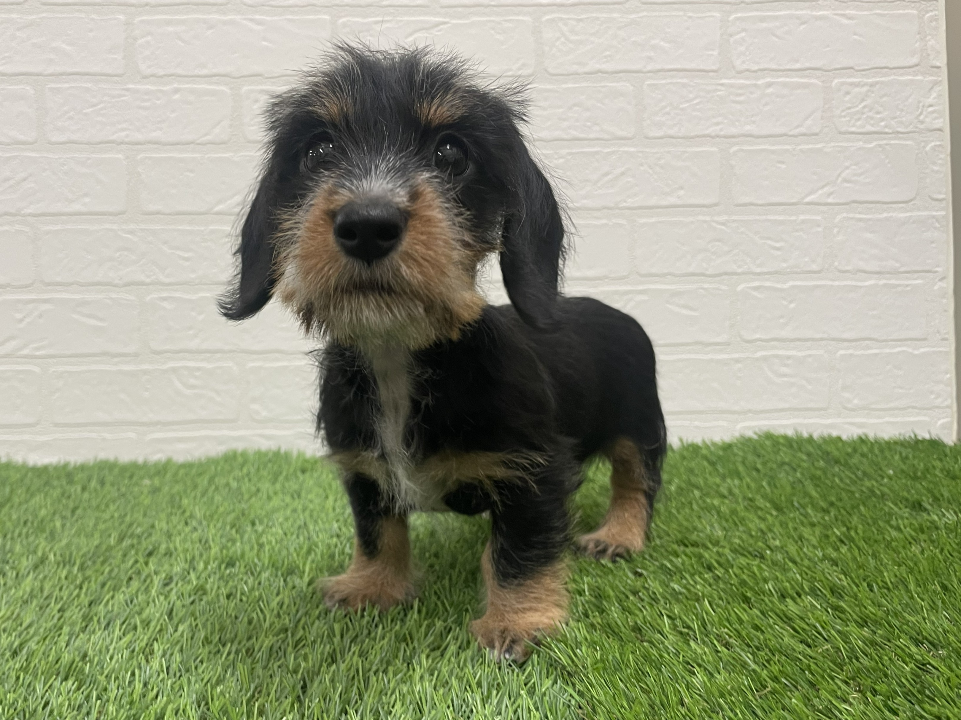 東京都のカニンヘンダックスフンド(ロング) (ワンニャンハウス赤羽店/2025年9月20日生まれ/女の子/ブラックタン)の子犬の4枚目の画像