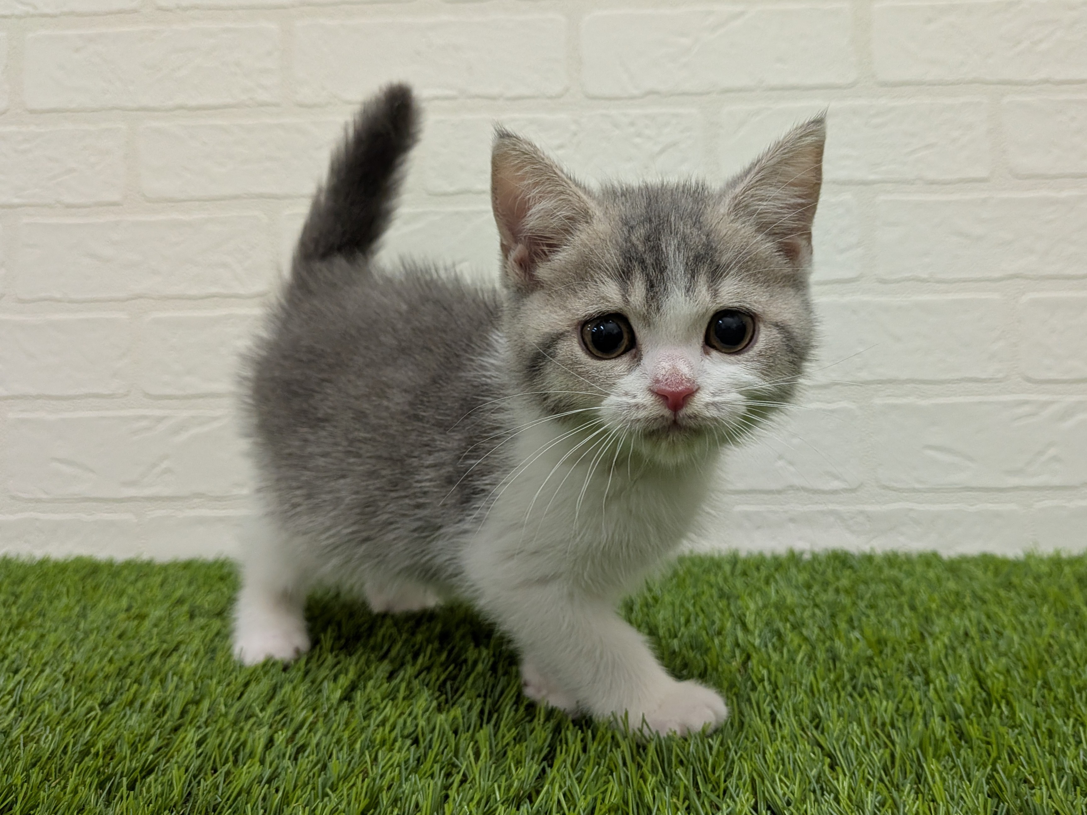 東京都のスコティッシュフォールド (ワンニャンハウス赤羽店/2025年12月18日生まれ/男の子/ブルータビーホワイト)の子猫の1枚目の画像
