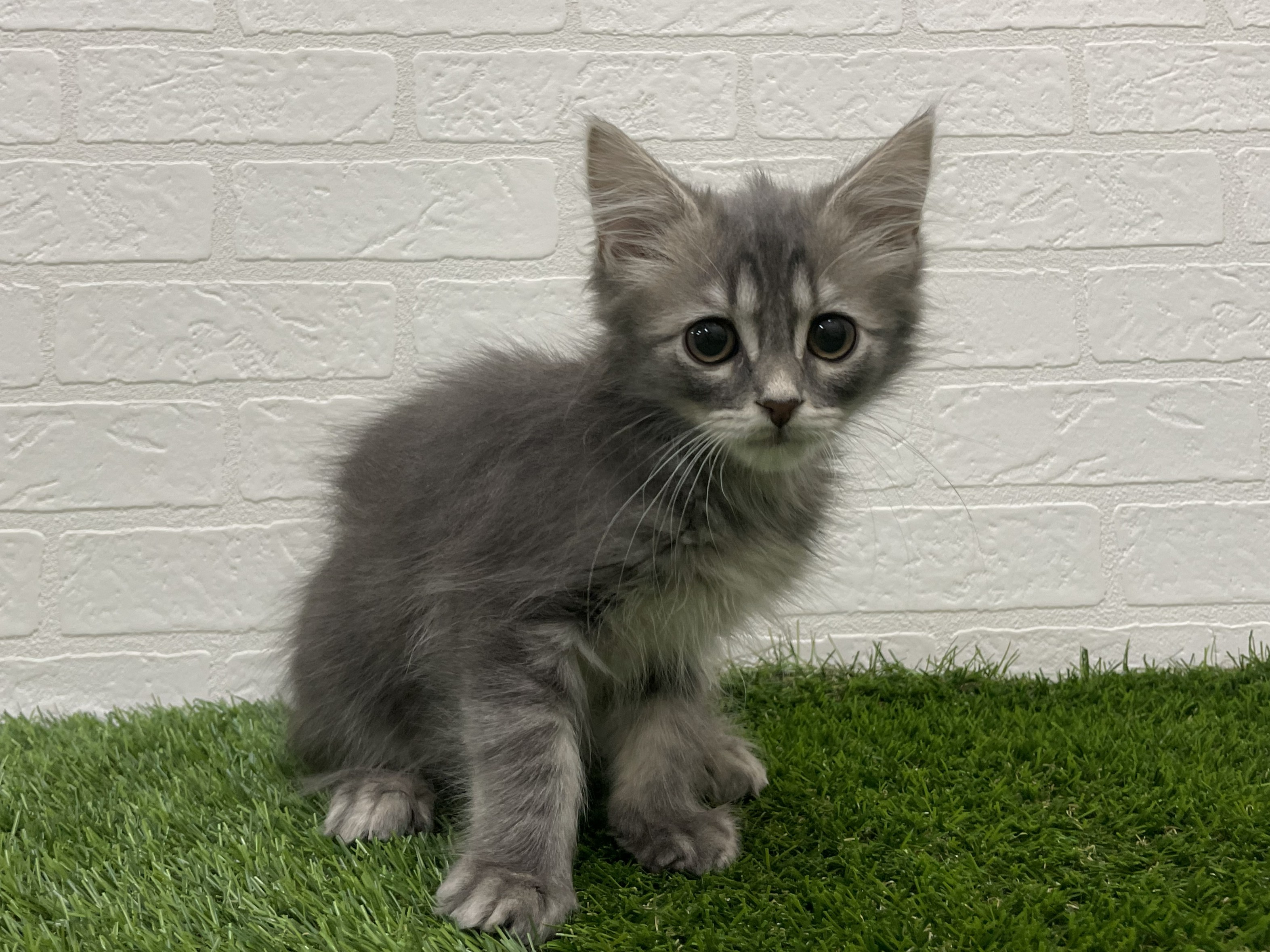 東京都のその他(猫) (ワンニャンハウス赤羽店/2025年10月10日生まれ/男の子/ブルータビー)の子猫の2枚目の画像