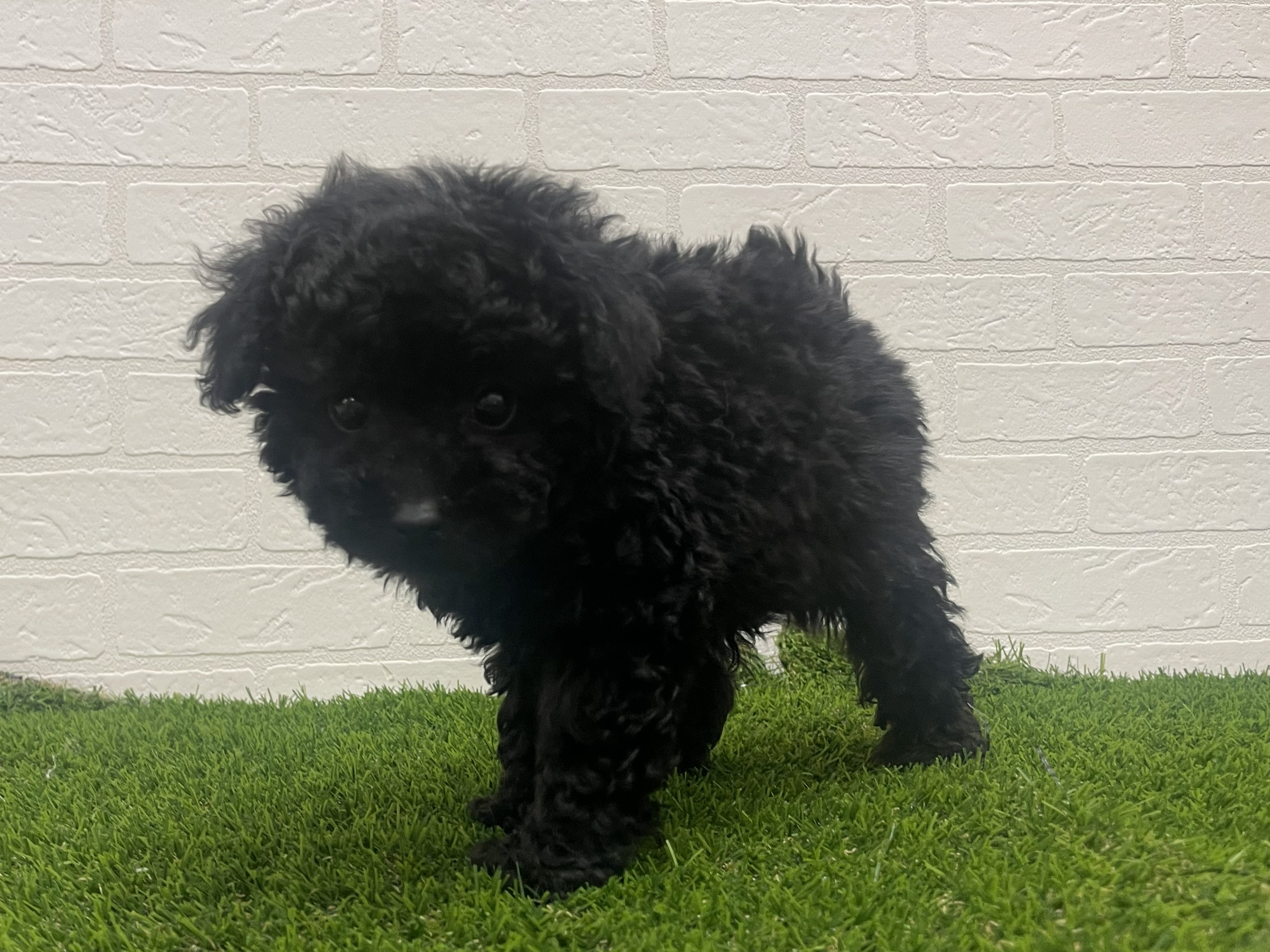 東京都のトイプードル(トイ) (ワンニャンハウス赤羽店/2025年11月7日生まれ/男の子/ブラック)の子犬の3枚目の画像