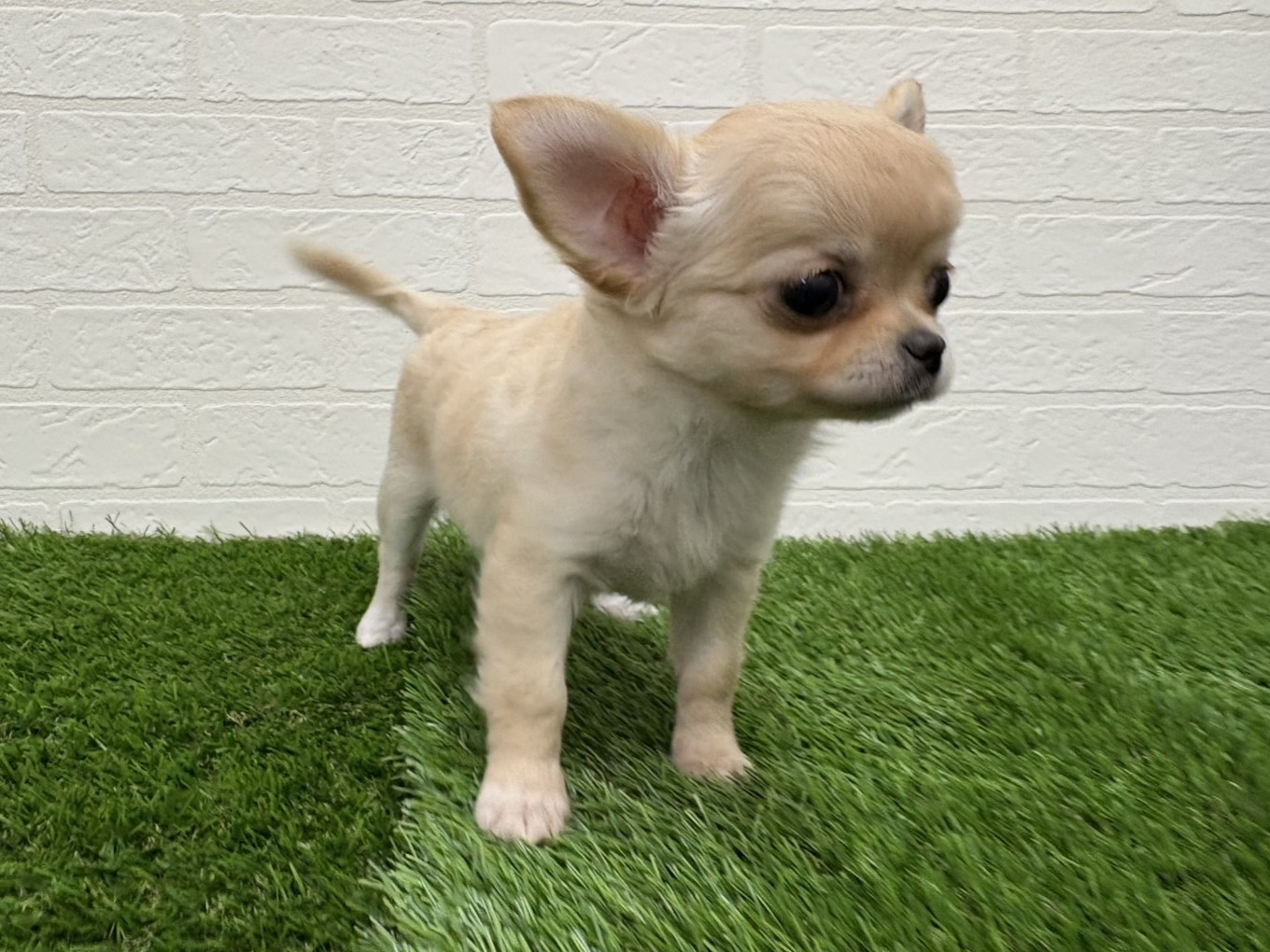 東京都のチワワ(ロング) (ワンニャンハウス赤羽店/2025年9月13日生まれ/女の子/クリーム)の子犬の3枚目の画像