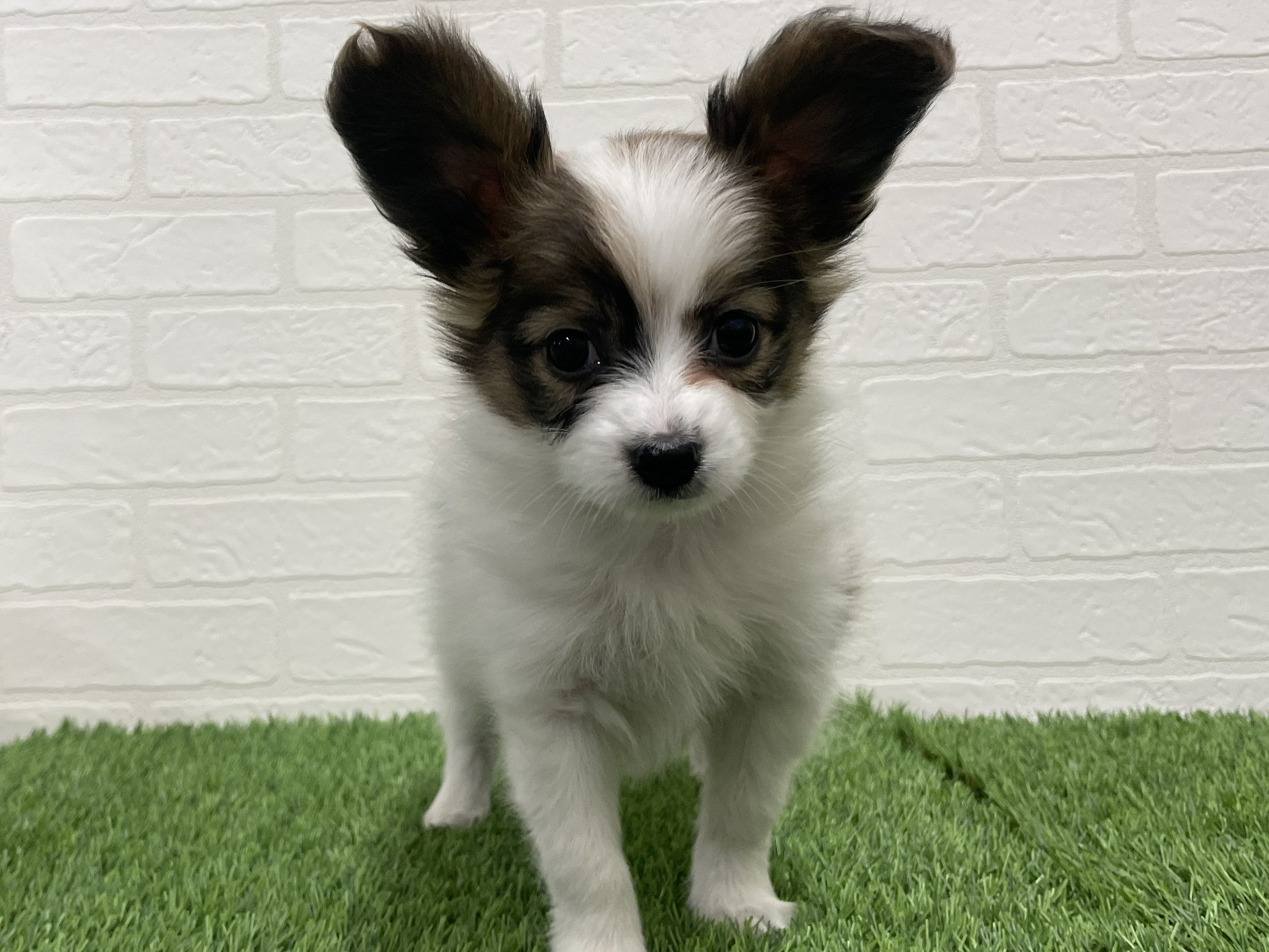 東京都のパピヨン (ワンニャンハウス赤羽店/2025年12月22日生まれ/女の子/ホワイトブラウン)の子犬の3枚目の画像