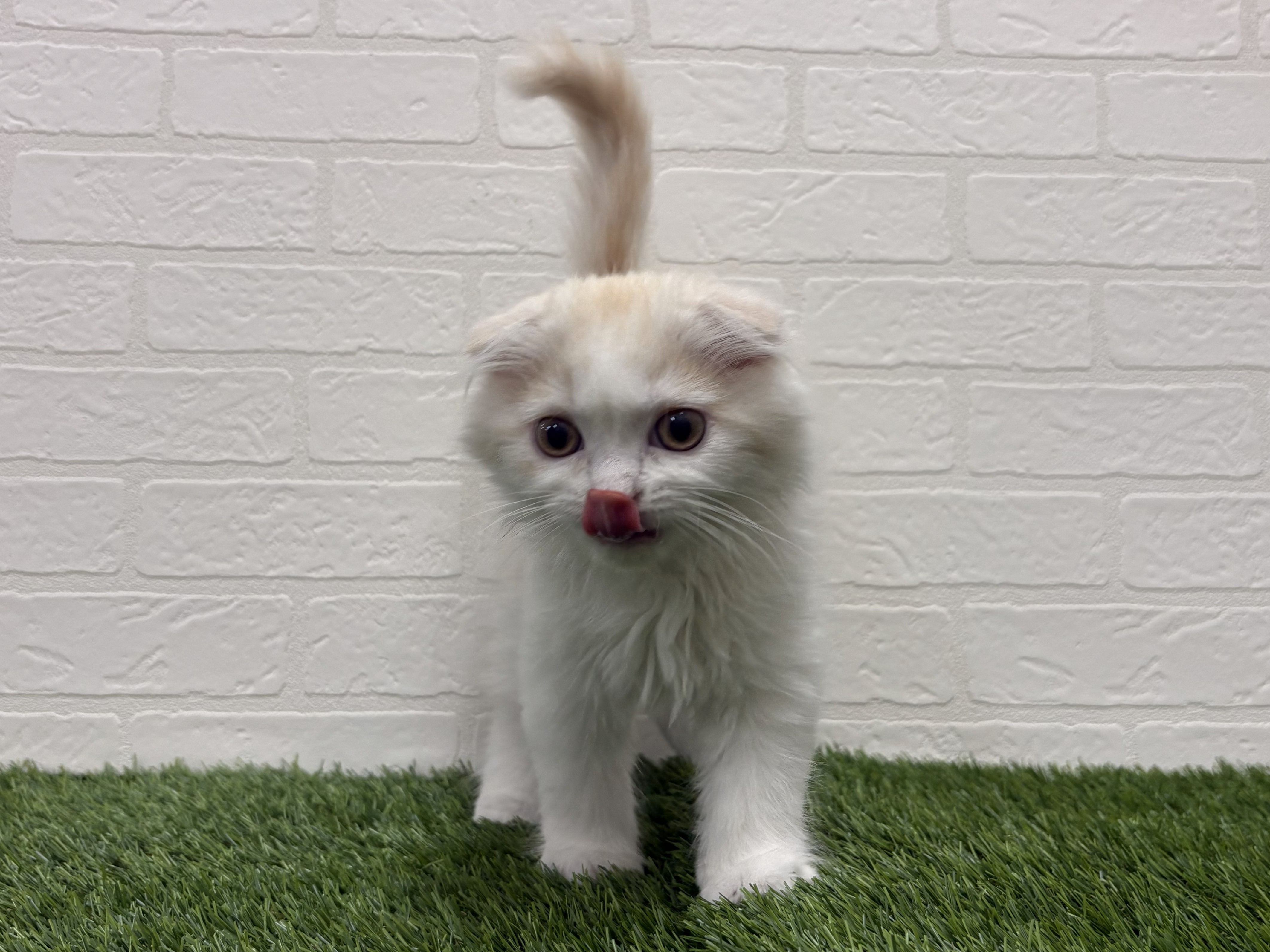 東京都のスコティッシュフォールド (ワンニャンハウス赤羽店/2025年10月18日生まれ/男の子/カメオタビーホワイト)の子猫の3枚目の画像