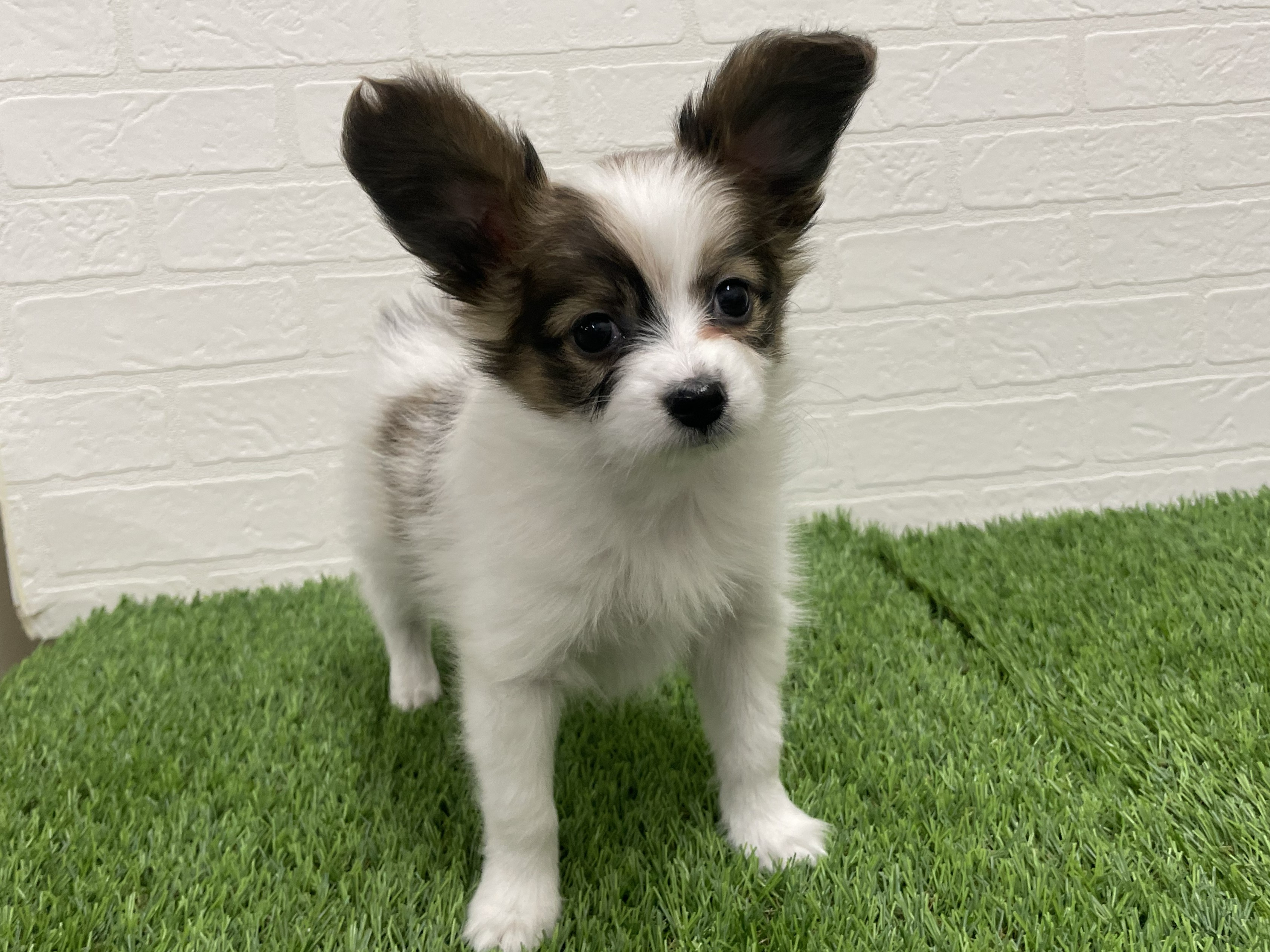 東京都のパピヨン (ワンニャンハウス赤羽店/2025年12月22日生まれ/女の子/ホワイトブラウン)の子犬の1枚目の画像