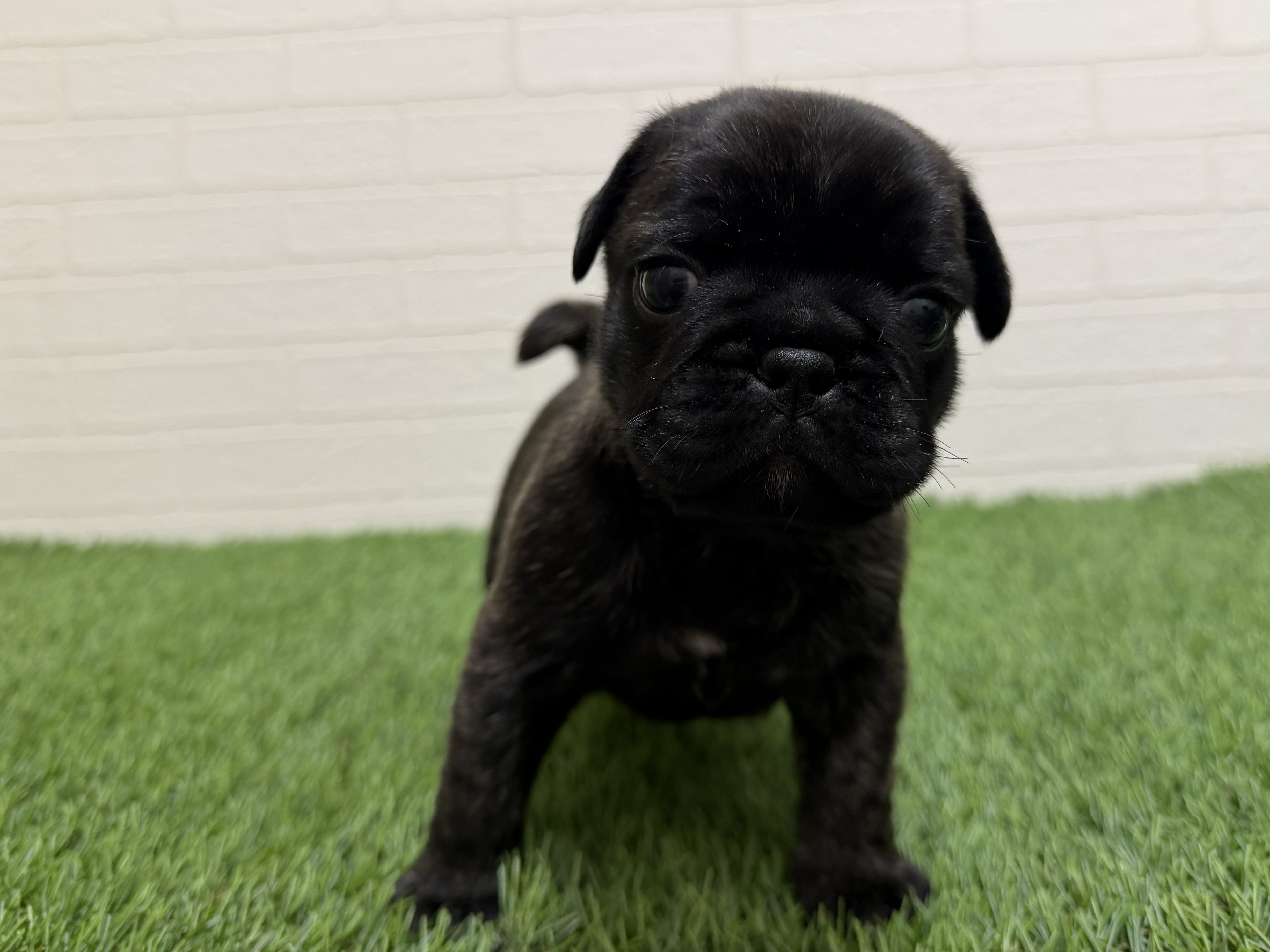 東京都のフレンチパグ/パグフレンチ(フレンチブルドック×パグ) (ワンニャンハウス赤羽店/2026年1月24日生まれ/男の子/ブリンドル)の子犬の3枚目の画像