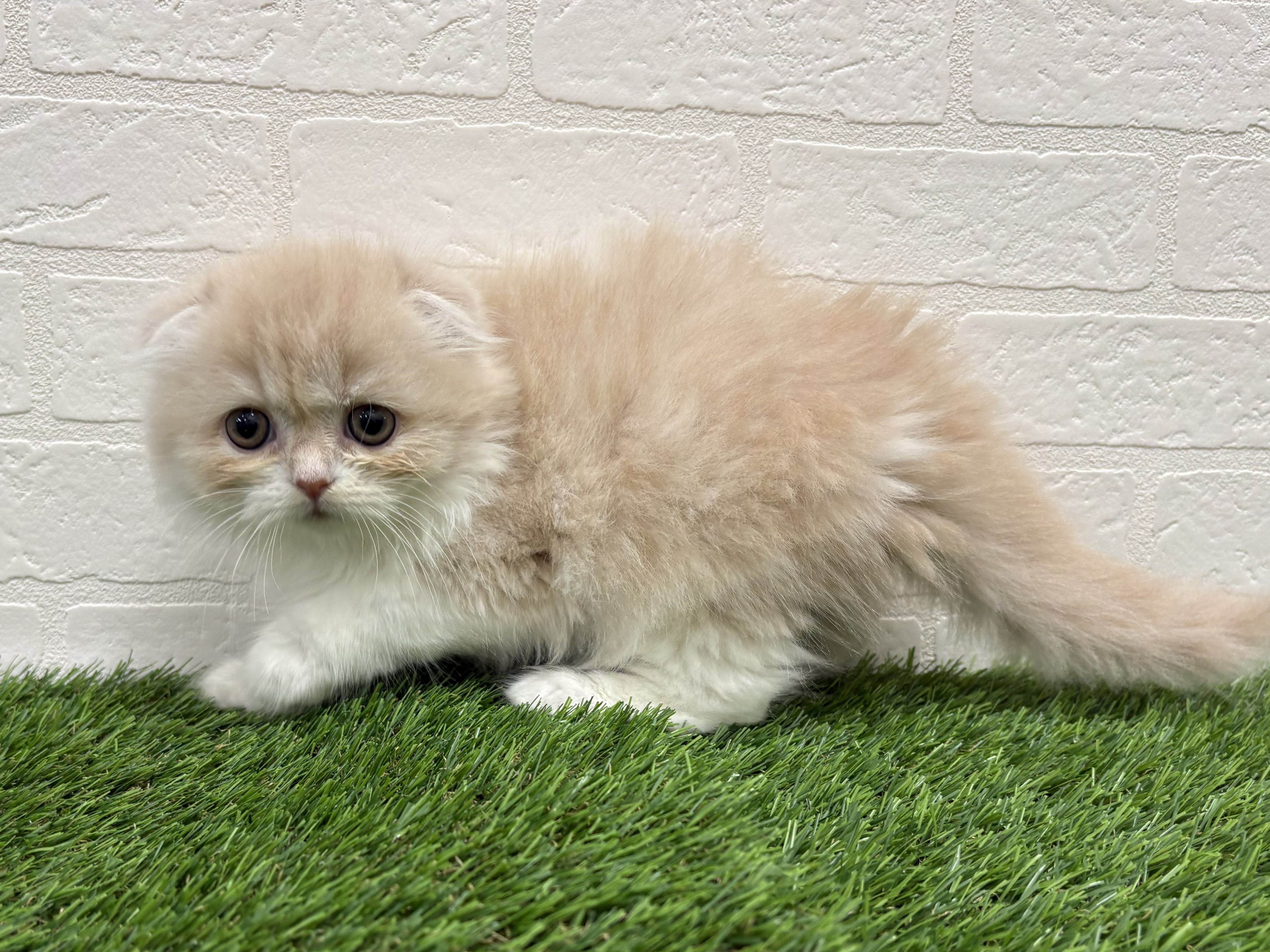 東京都のスコティッシュフォールド (ワンニャンハウス赤羽店/2026年2月15日生まれ/女の子/クリームタビーホワイト)の子猫の3枚目の画像