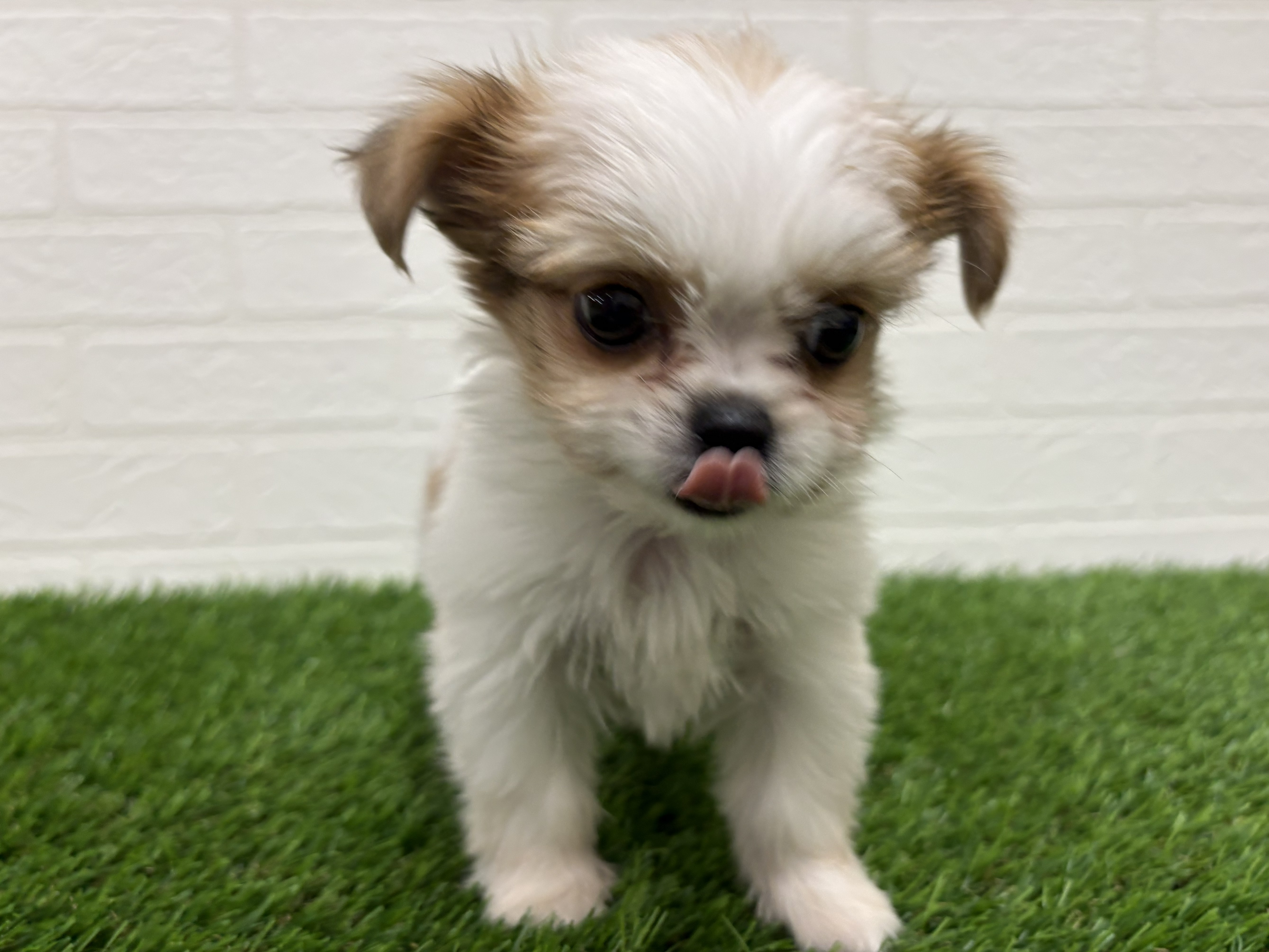 東京都のハーフ犬・ミックス犬 (ワンニャンハウス赤羽店/2026年2月24日生まれ/男の子/ゴールドホワイト)の子犬の2枚目の画像