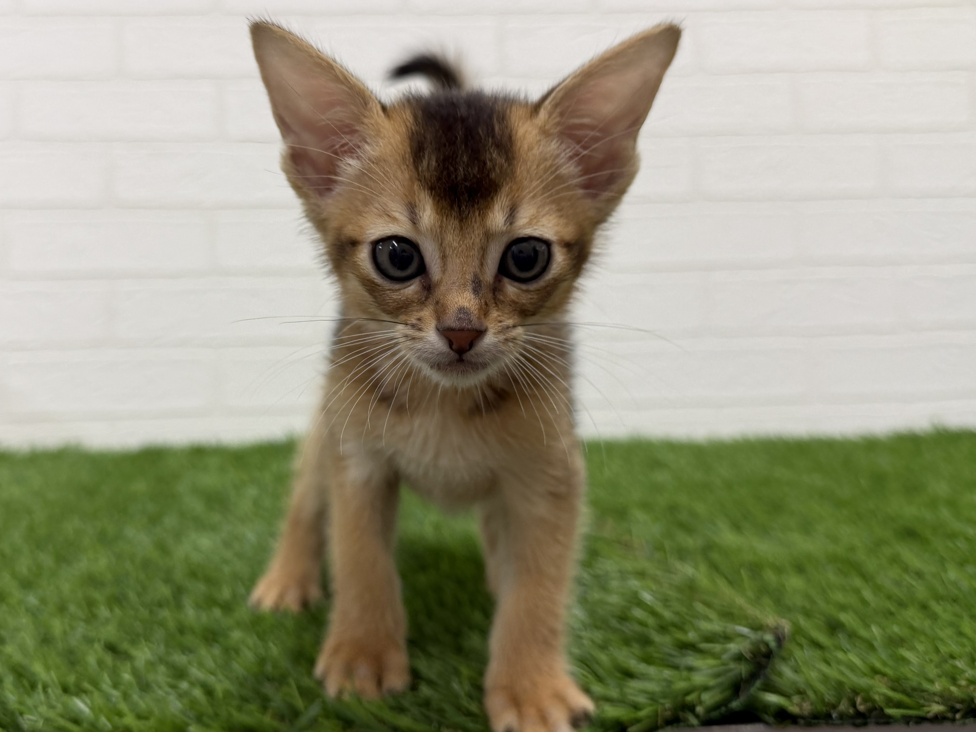 東京都のアビシニアン (ワンニャンハウス赤羽店/2026年5月5日生まれ/男の子/ルディ)の子猫の2枚目の画像