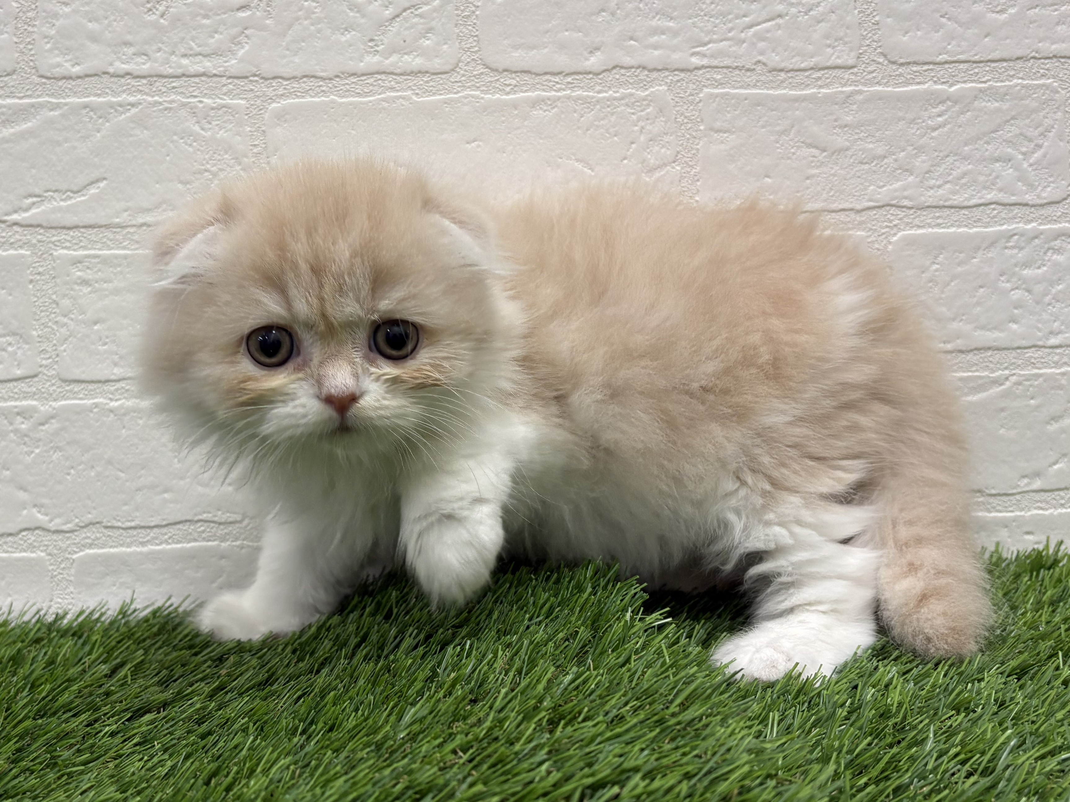 東京都のスコティッシュフォールド (ワンニャンハウス赤羽店/2026年2月15日生まれ/女の子/クリームタビーホワイト)の子猫の1枚目の画像