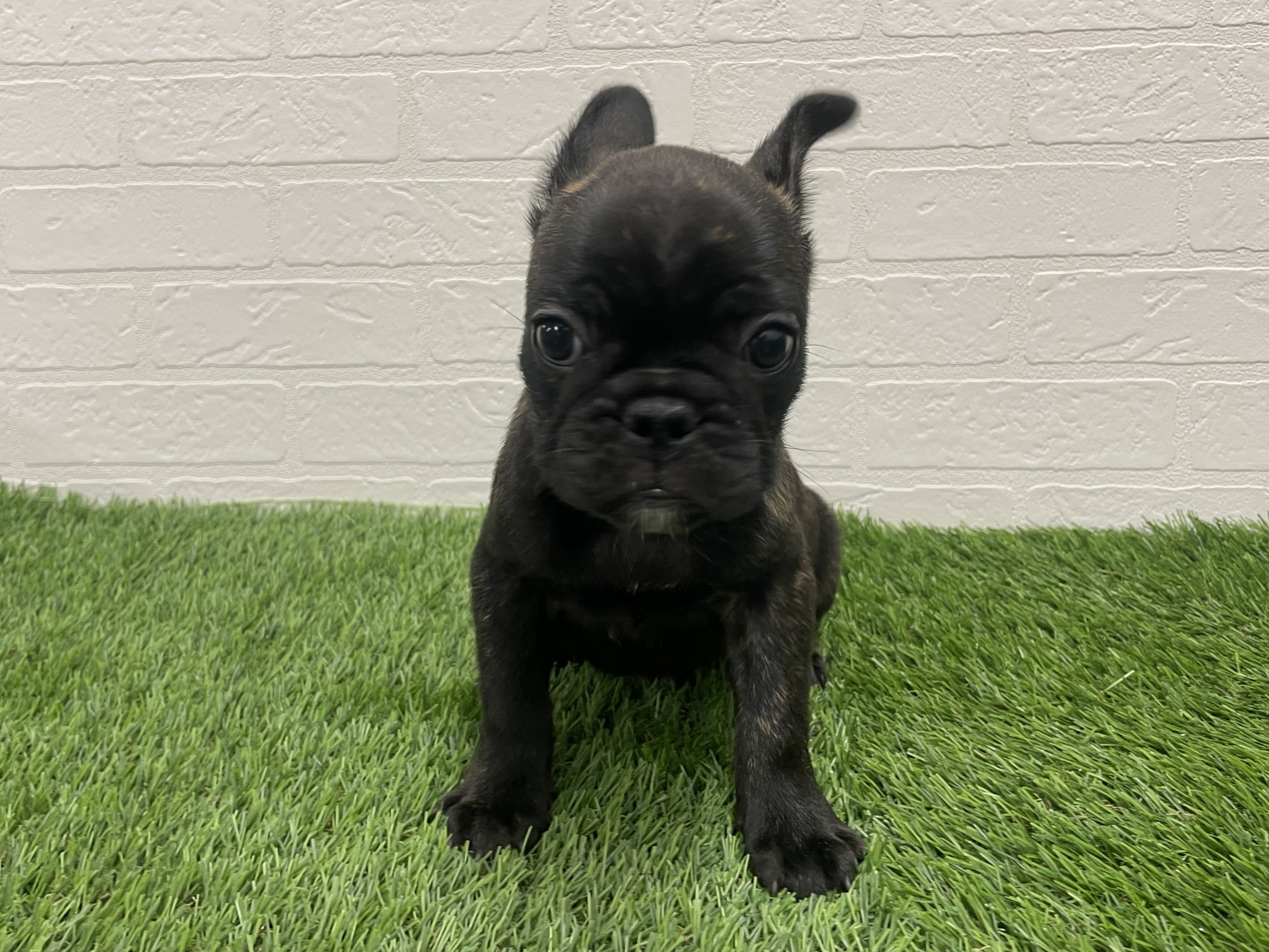 東京都のフレンチブルドッグ (ワンニャンハウス赤羽店/2025年8月30日生まれ/女の子/ブリンドル)の子犬の1枚目の画像