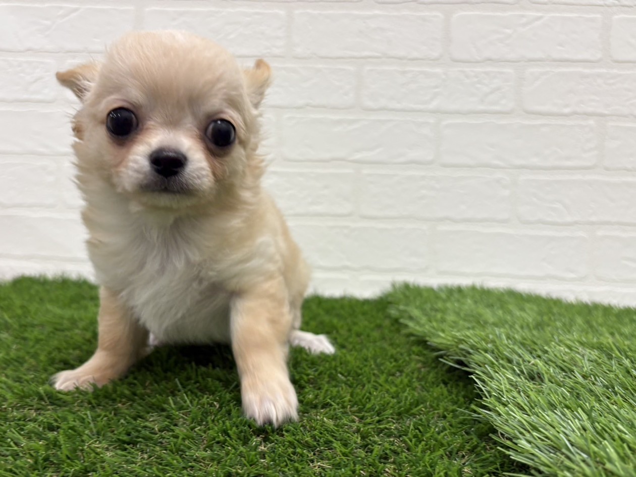 東京都のチワワ(ロング) (ワンニャンハウス赤羽店/2025年9月13日生まれ/男の子/クリーム)の子犬の2枚目の画像