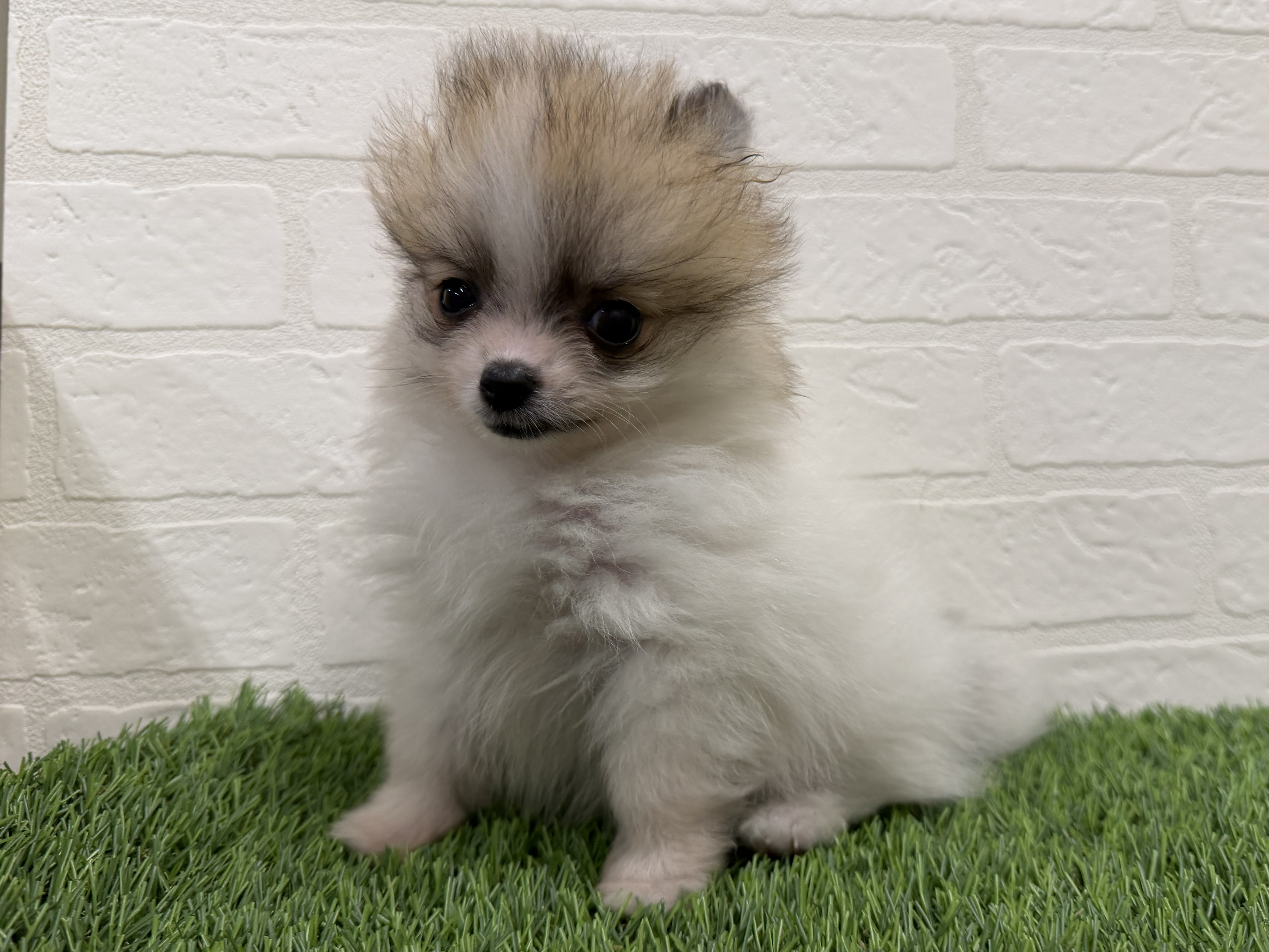 東京都のポメラニアン (ワンニャンハウス赤羽店/2026年1月6日生まれ/女の子/パーティーカラー)の子犬の1枚目の画像