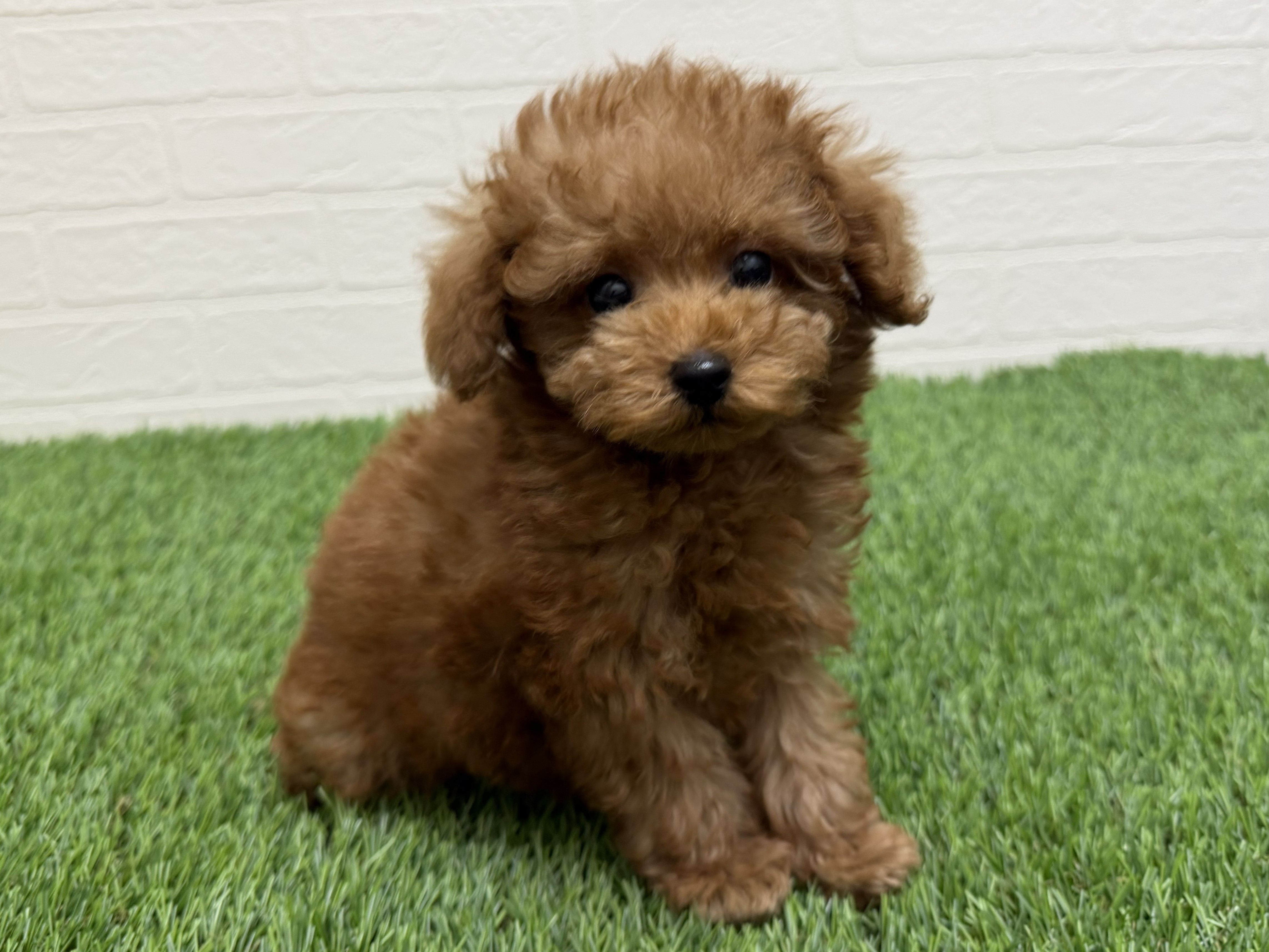 東京都のトイプードル(トイ) (ワンニャンハウス赤羽店/2026年1月18日生まれ/男の子/アプリコット)の子犬の1枚目の画像