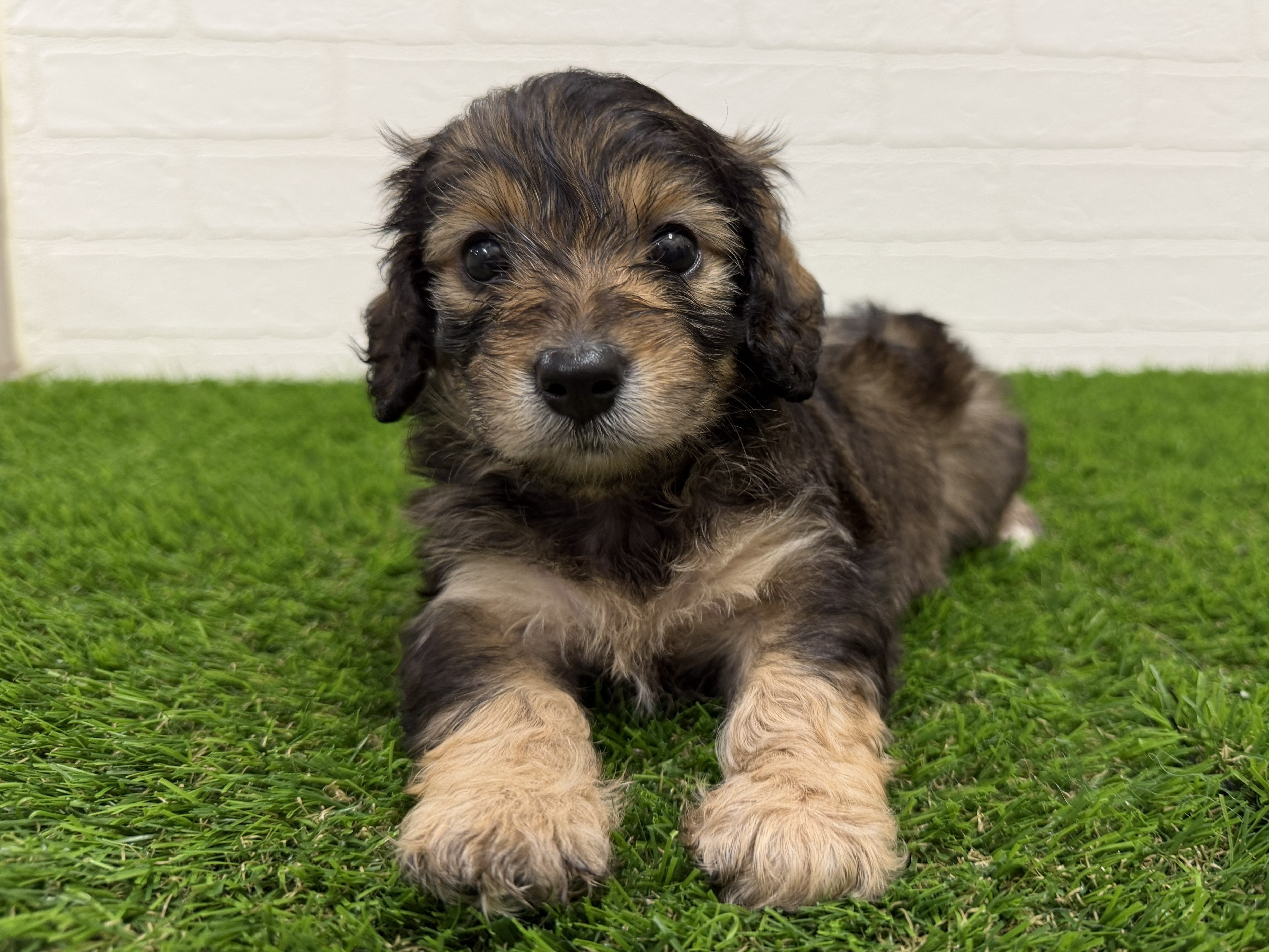 東京都のハーフ犬・ミックス犬 (ワンニャンハウス赤羽店/2026年5月18日生まれ/女の子/シェーデットレッド)の子犬の2枚目の画像