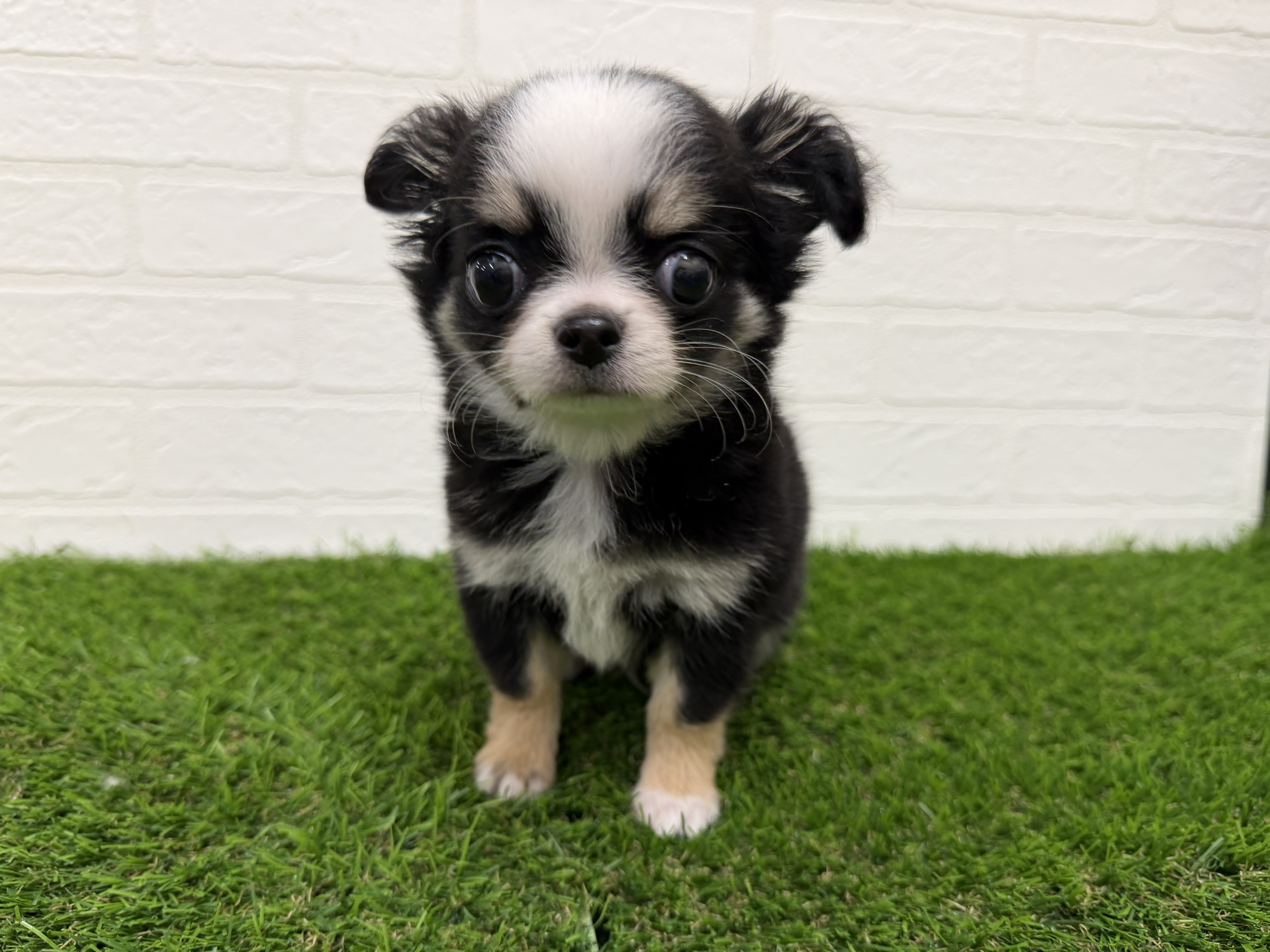 東京都のチワワ(ロング) (ワンニャンハウス赤羽店/2026年1月30日生まれ/男の子/ブラックタンホワイト)の子犬の3枚目の画像