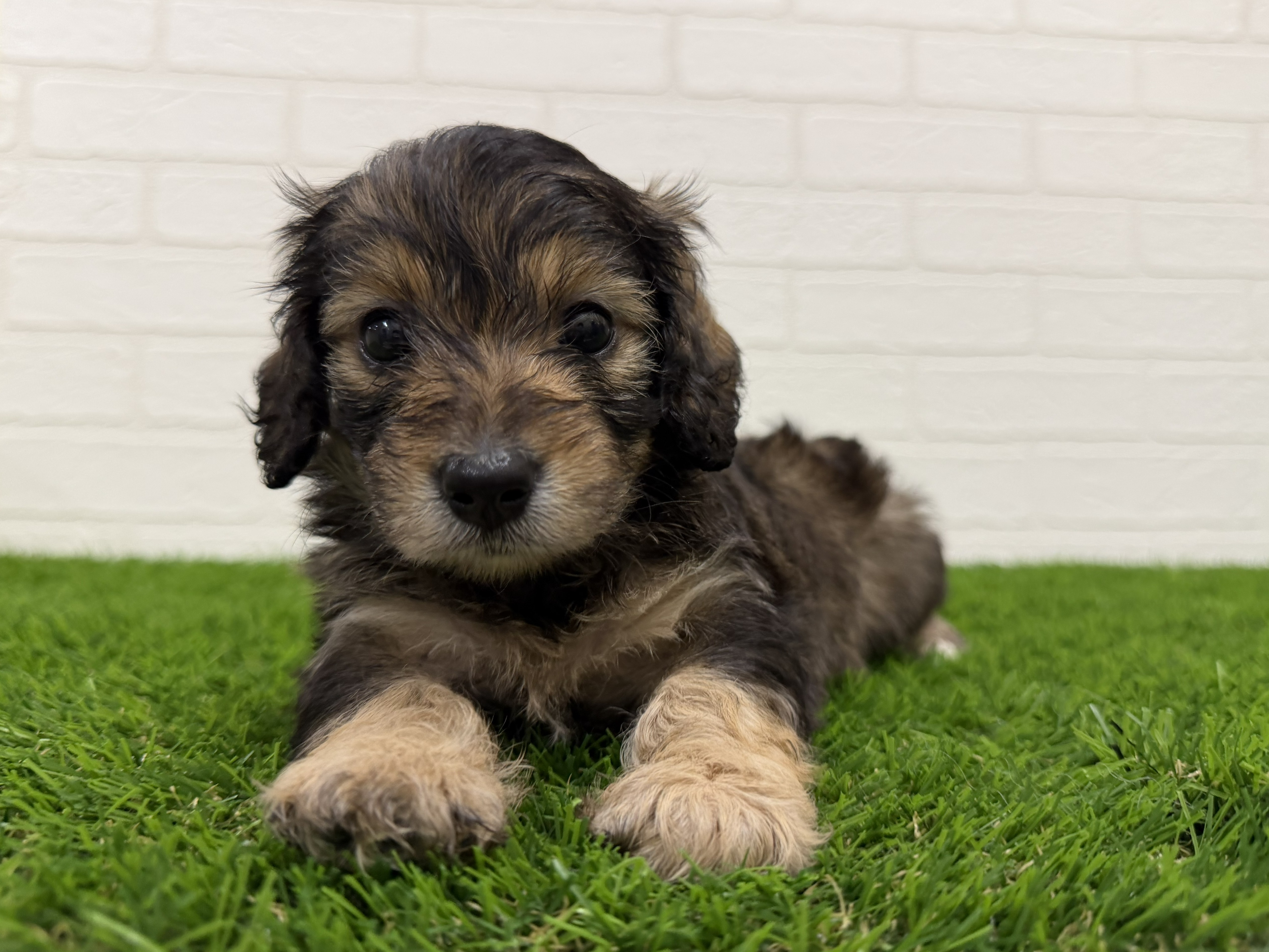 東京都のハーフ犬・ミックス犬 (ワンニャンハウス赤羽店/2026年5月18日生まれ/女の子/シェーデットレッド)の子犬の3枚目の画像