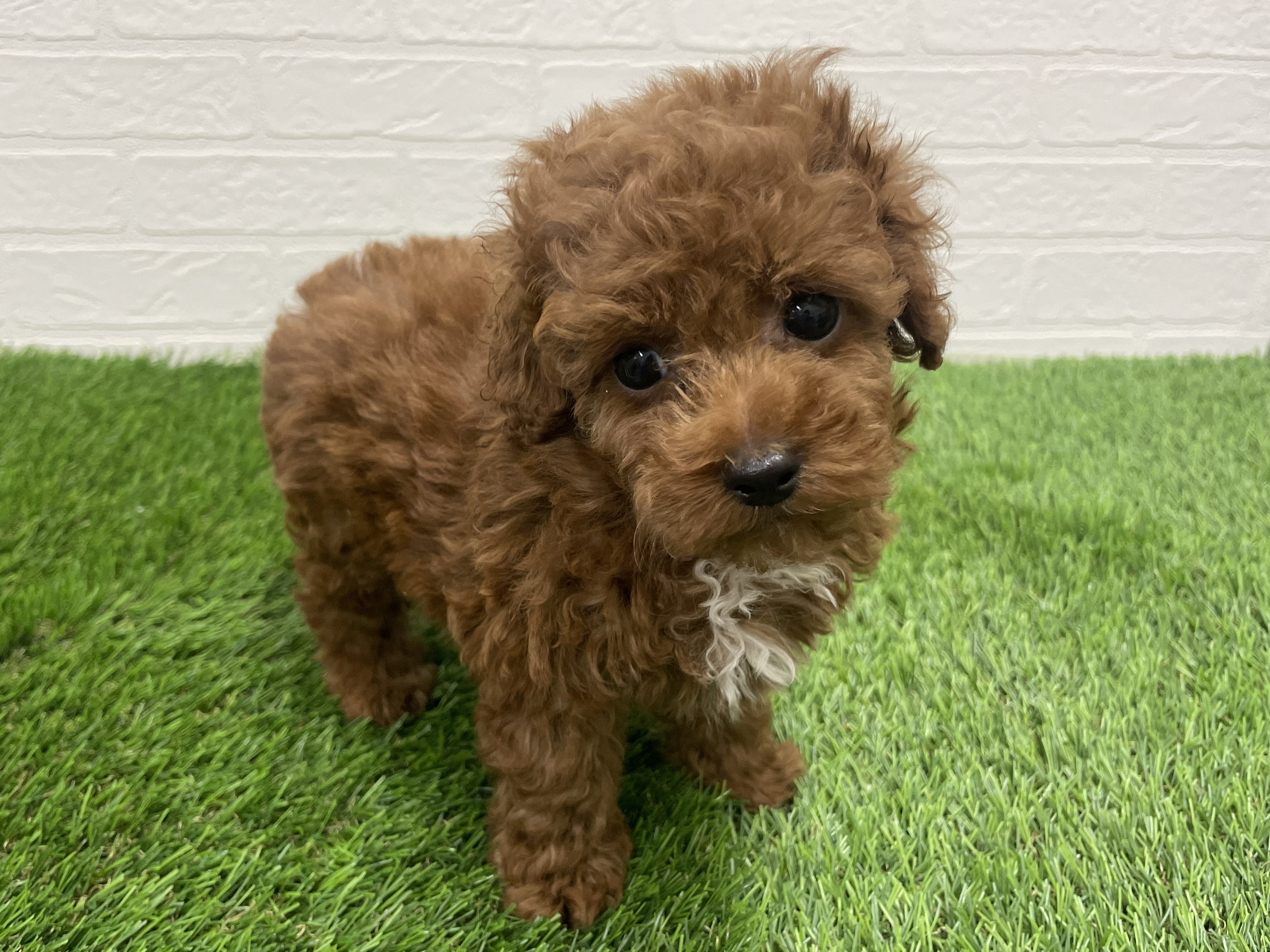 東京都のトイプードル(トイ) (ワンニャンハウス赤羽店/2025年8月28日生まれ/男の子/レッド)の子犬の1枚目の画像