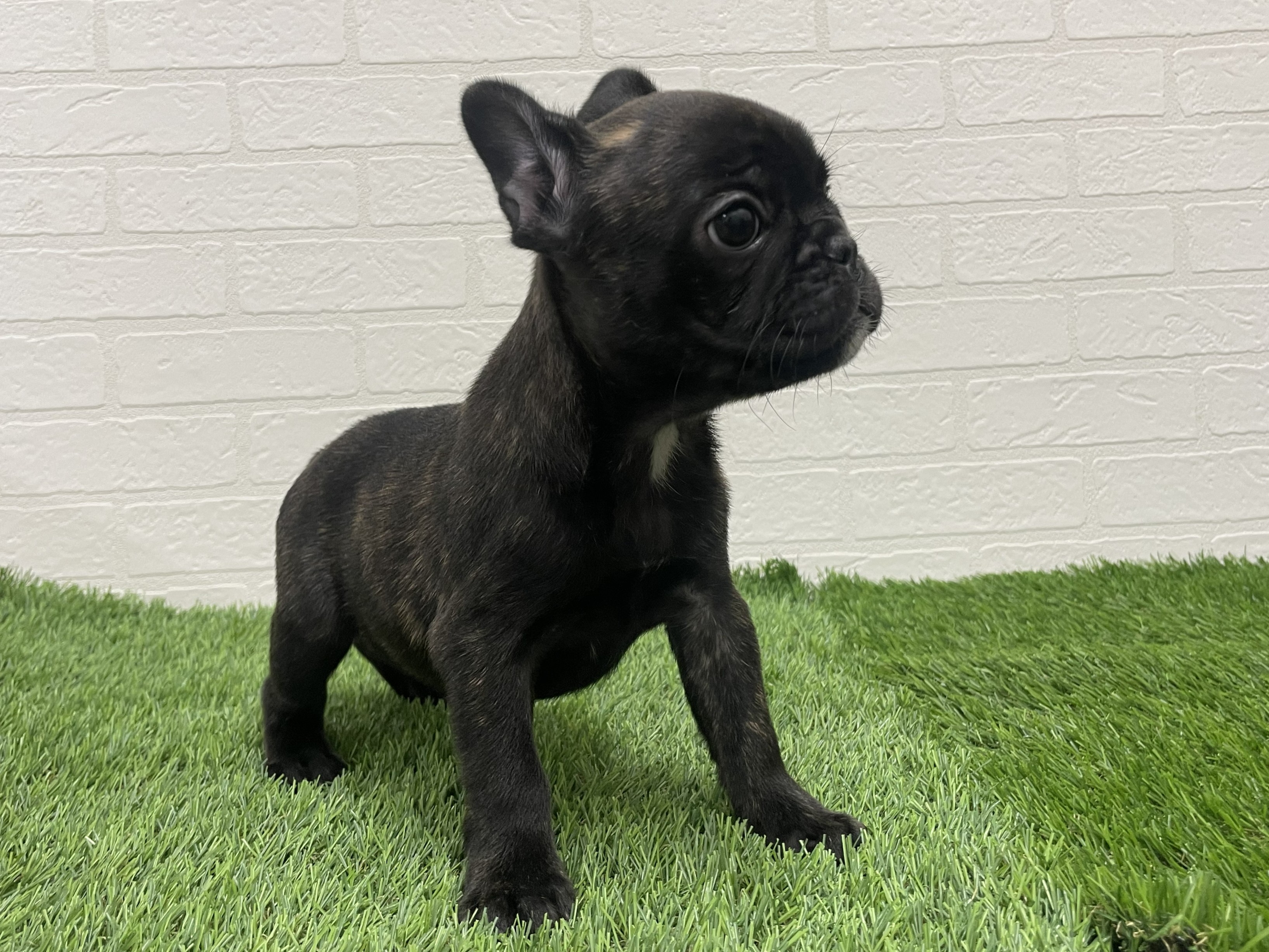 東京都のフレンチブルドッグ (ワンニャンハウス赤羽店/2025年8月30日生まれ/女の子/ブリンドル)の子犬の3枚目の画像