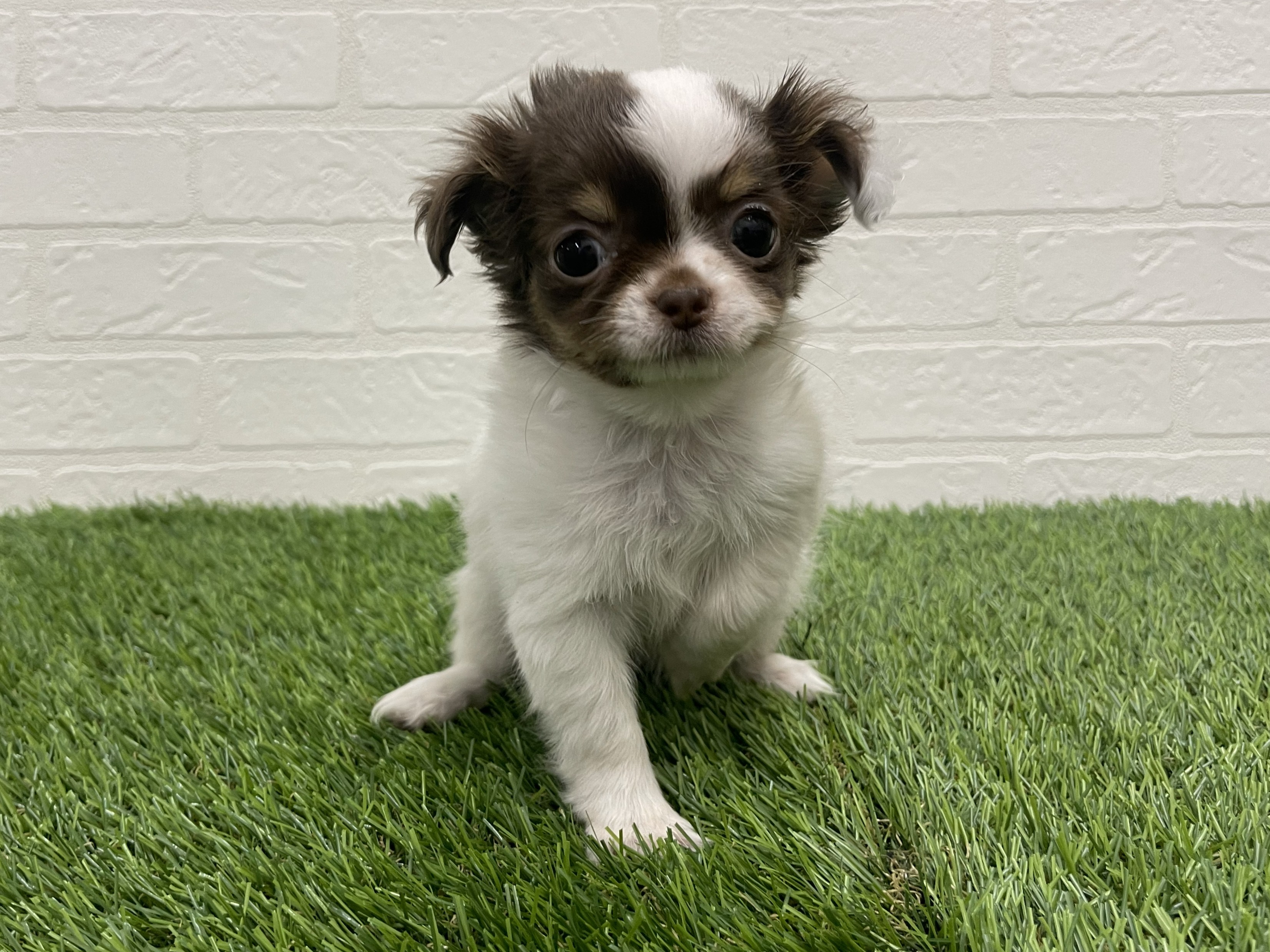 東京都のチワワ(ロング) (ワンニャンハウス赤羽店/2025年11月20日生まれ/女の子/ホワイトチョコレートタン)の子犬の1枚目の画像