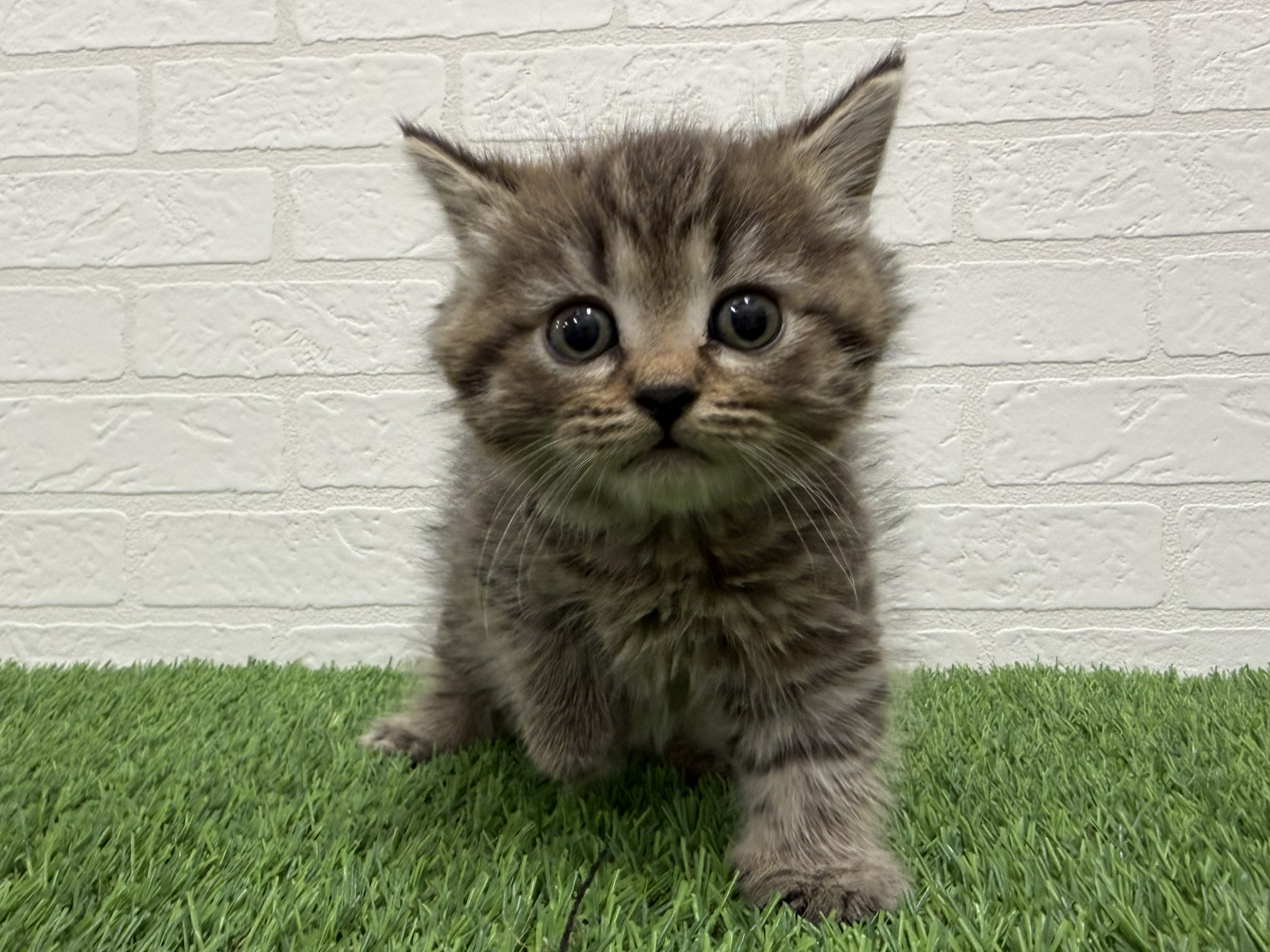 東京都のマンチカン (ワンニャンハウス赤羽店/2026年1月17日生まれ/男の子/ブラウンタビー)の子猫の1枚目の画像