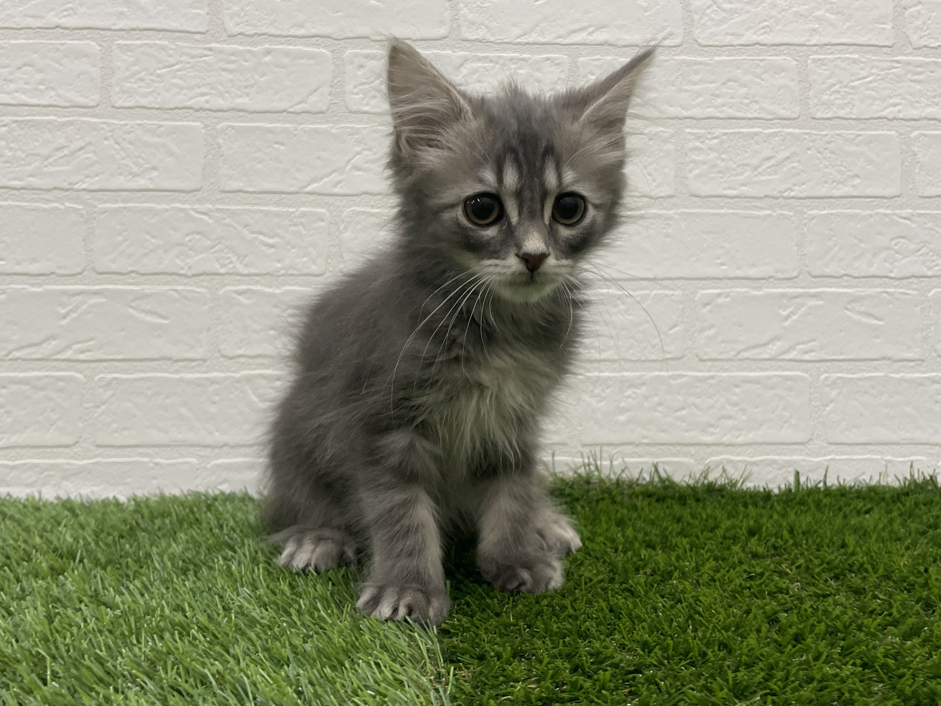 東京都のその他(猫) (ワンニャンハウス赤羽店/2025年10月10日生まれ/男の子/ブルータビー)の子猫の1枚目の画像