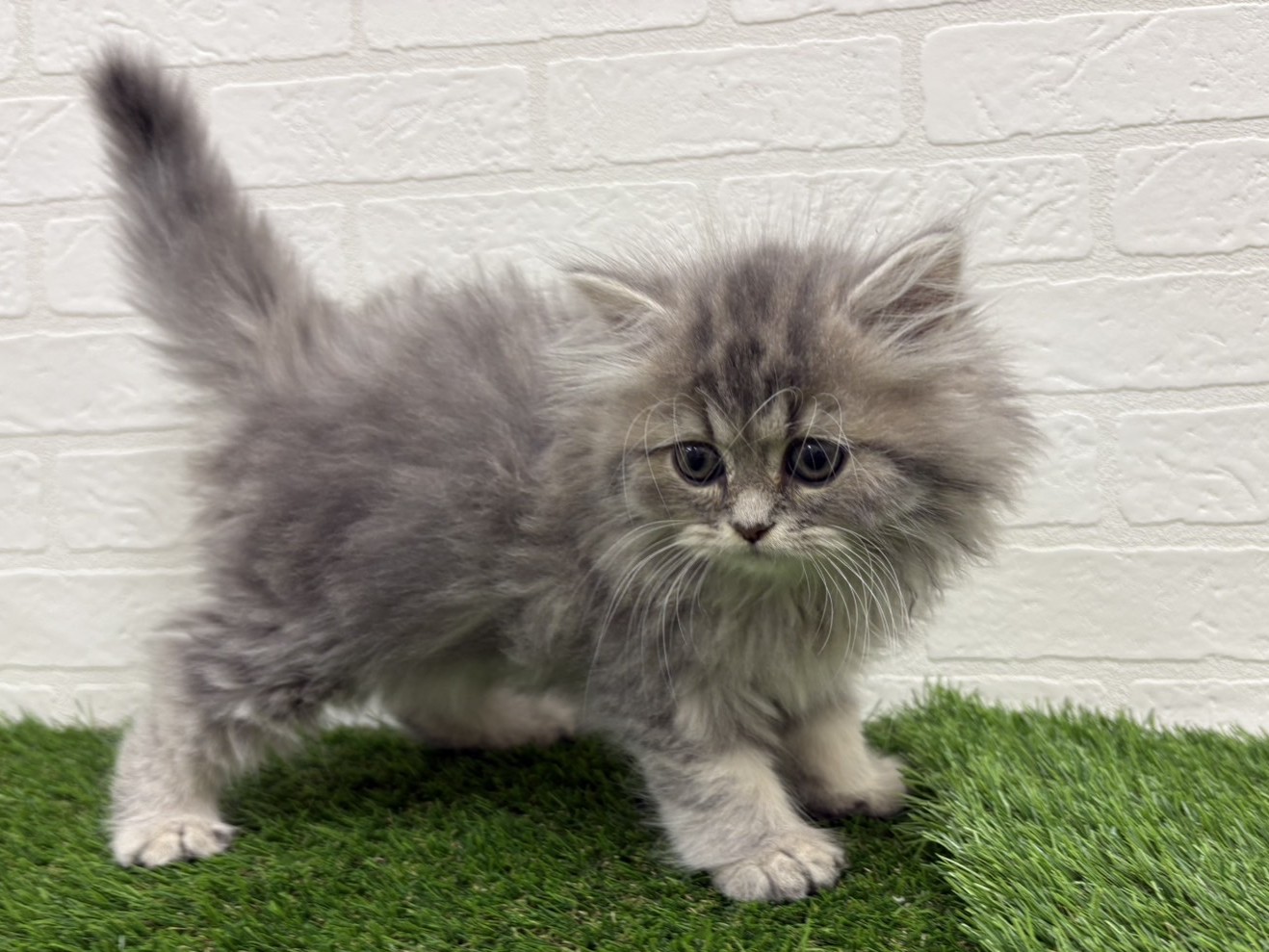 東京都のミヌエット (ワンニャンハウス赤羽店/2025年9月12日生まれ/男の子/ブルータビーホワイト)の子猫の3枚目の画像