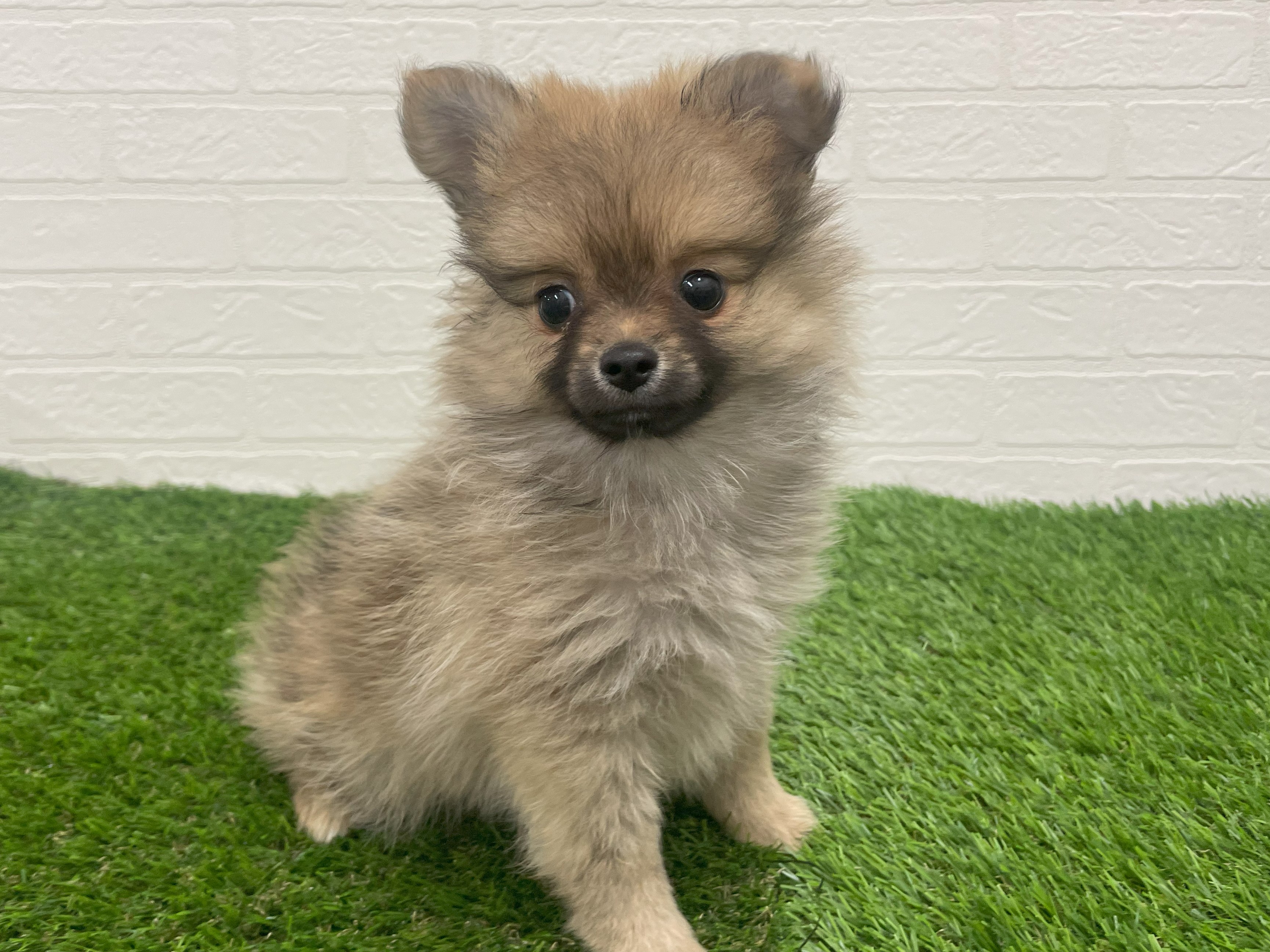 東京都のハーフ犬・ミックス犬 (ワンニャンハウス赤羽店/2025年7月20日生まれ/女の子/フォーン)の子犬の2枚目の画像