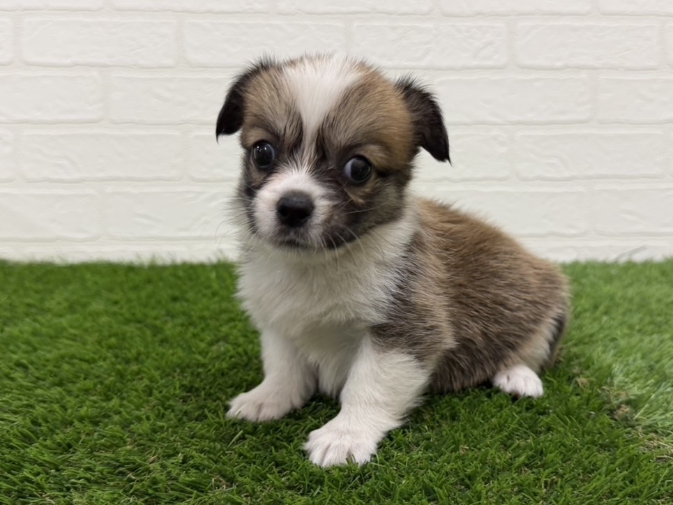東京都のハーフ犬・ミックス犬 (ワンニャンハウス赤羽店/2026年8月2日生まれ/女の子/レッドホワイト)の子犬の2枚目の画像