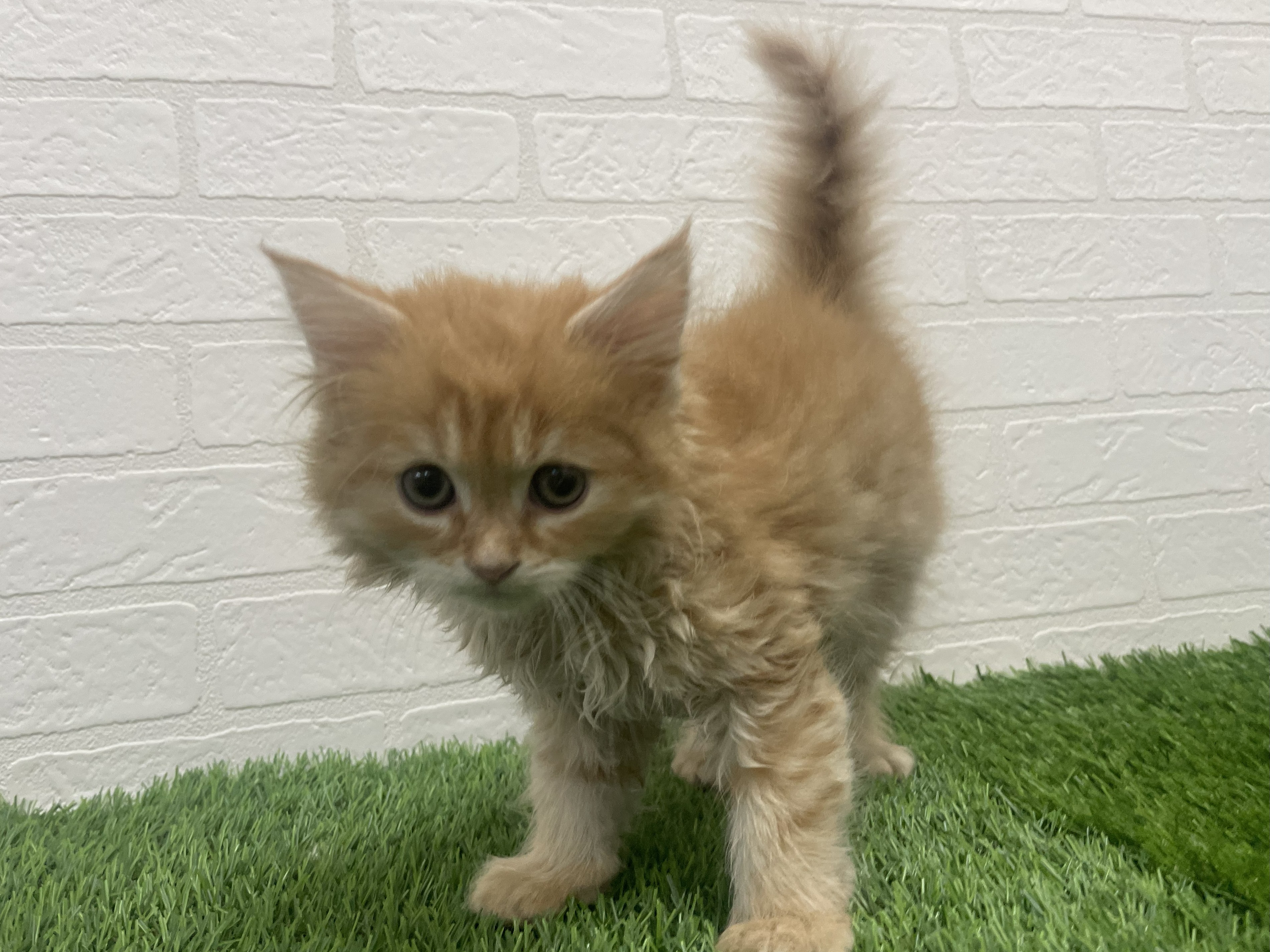 東京都のラガマフィン (ワンニャンハウス赤羽店/2025年9月20日生まれ/男の子/レッドタビーホワイト)の子猫の2枚目の画像