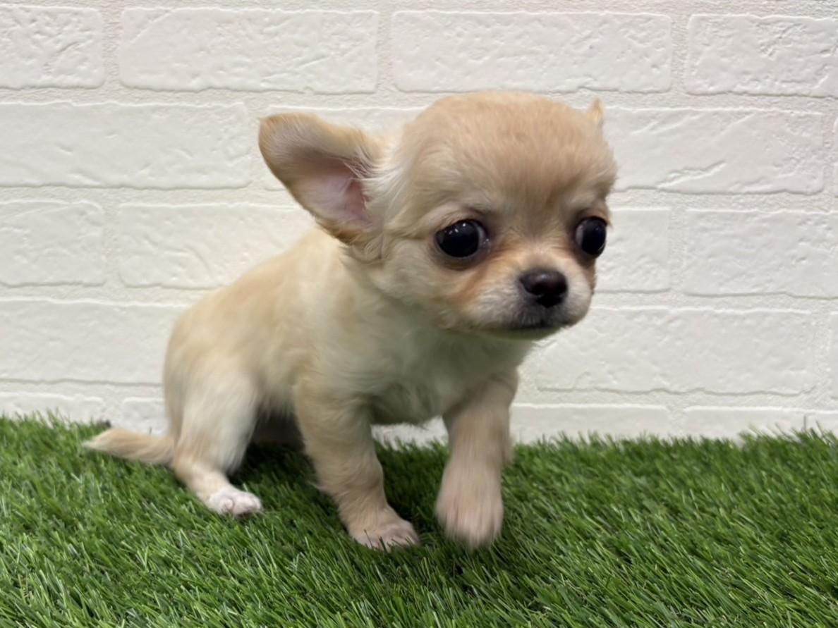 東京都のチワワ(ロング) (ワンニャンハウス赤羽店/2025年9月13日生まれ/女の子/クリーム)の子犬の1枚目の画像