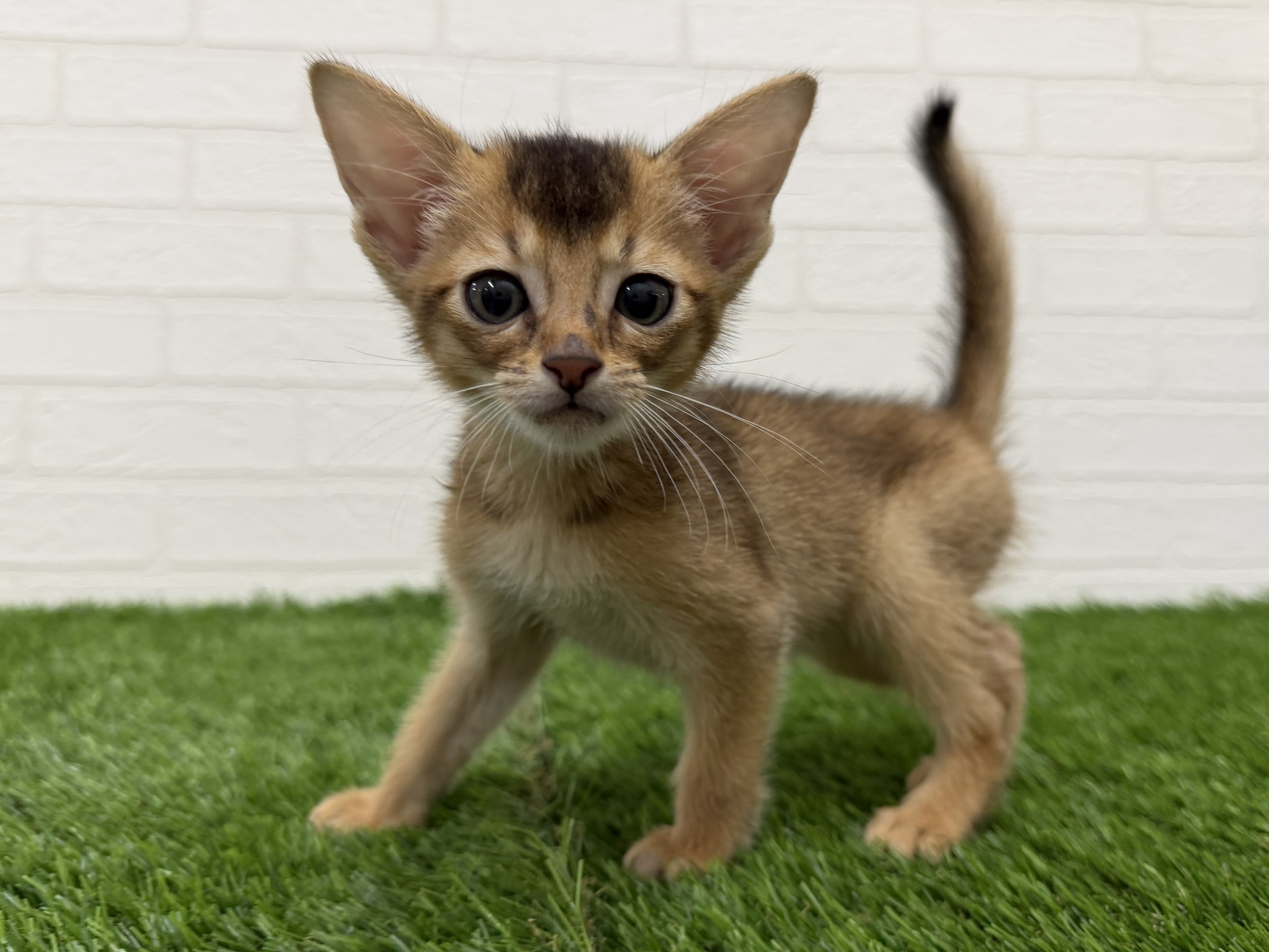 東京都のアビシニアン (ワンニャンハウス赤羽店/2026年5月5日生まれ/男の子/ルディ)の子猫の3枚目の画像