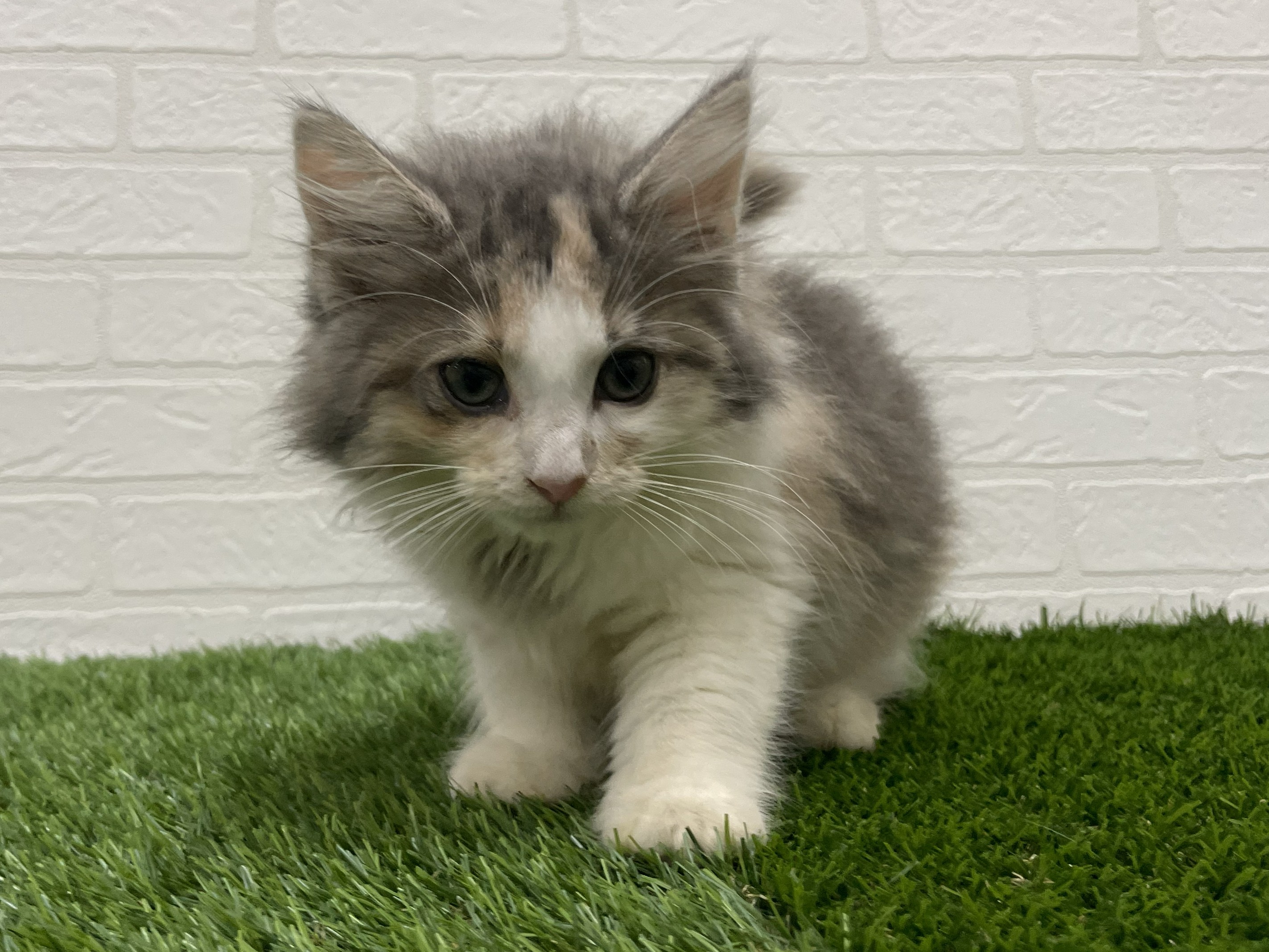 東京都のノルウェージャンフォレストキャット (ワンニャンハウス赤羽店/2025年10月3日生まれ/女の子/ダイリュートキャリコ)の子猫の1枚目の画像