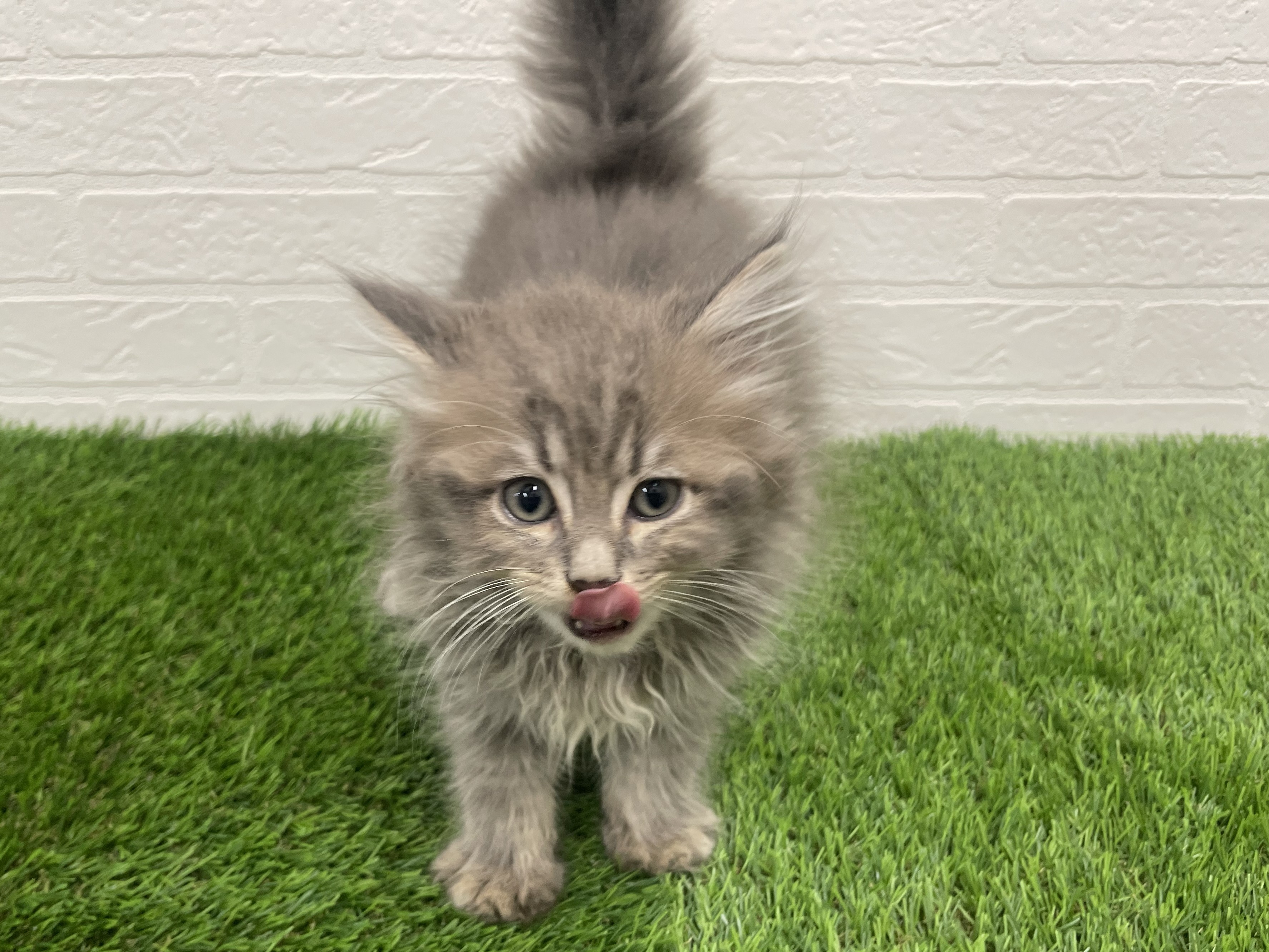 東京都のノルウェージャンフォレストキャット (ワンニャンハウス赤羽店/2025年8月30日生まれ/男の子/ブルータビー)の子猫の2枚目の画像