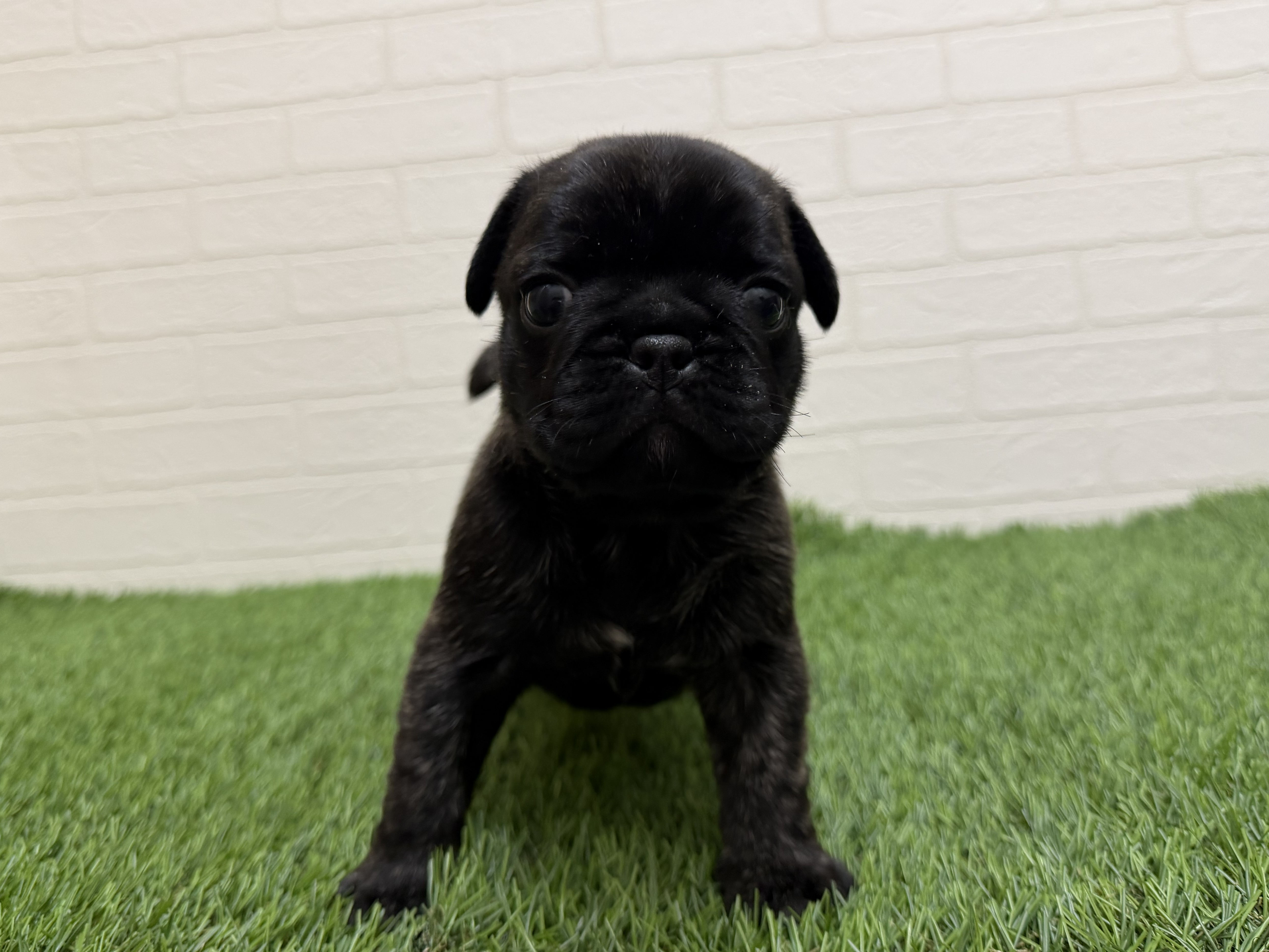 東京都のフレンチパグ/パグフレンチ(フレンチブルドック×パグ) (ワンニャンハウス赤羽店/2026年1月24日生まれ/男の子/ブリンドル)の子犬の1枚目の画像