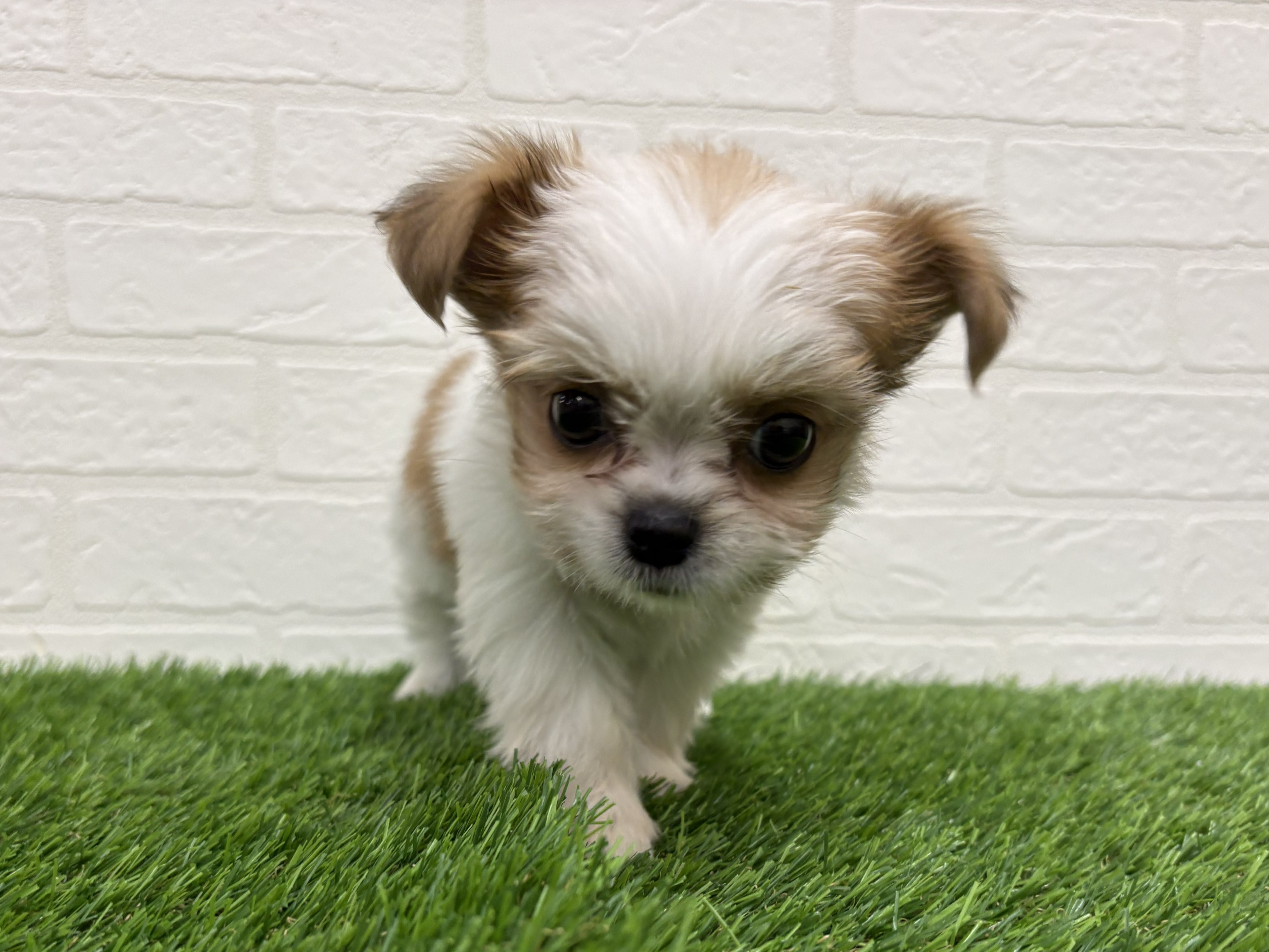 東京都のハーフ犬・ミックス犬 (ワンニャンハウス赤羽店/2026年2月24日生まれ/男の子/ゴールドホワイト)の子犬の3枚目の画像