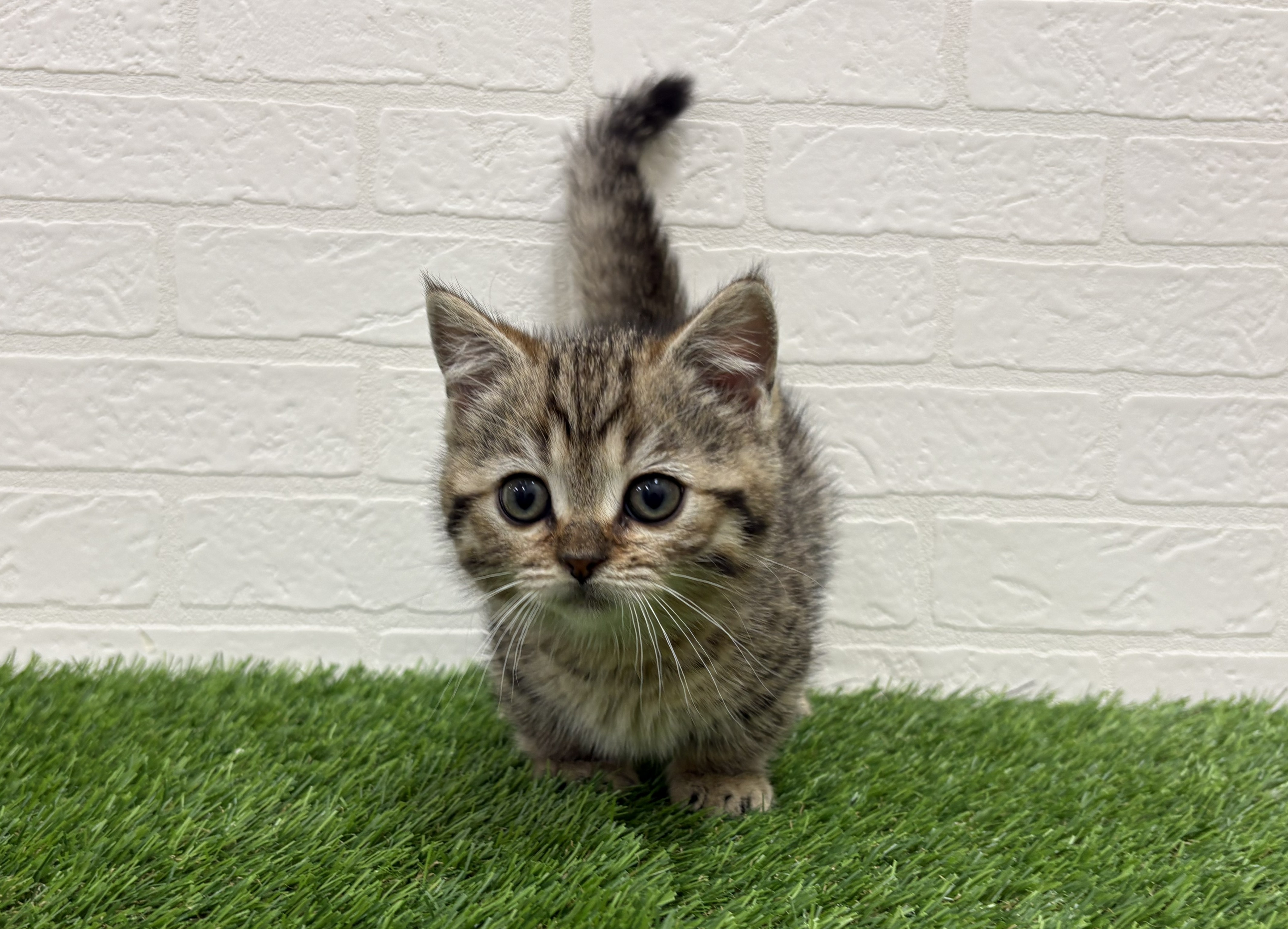 東京都のジェネッタ (ワンニャンハウス赤羽店/2026年2月24日生まれ/女の子/ブラウンスポットタビー)の子猫の1枚目の画像