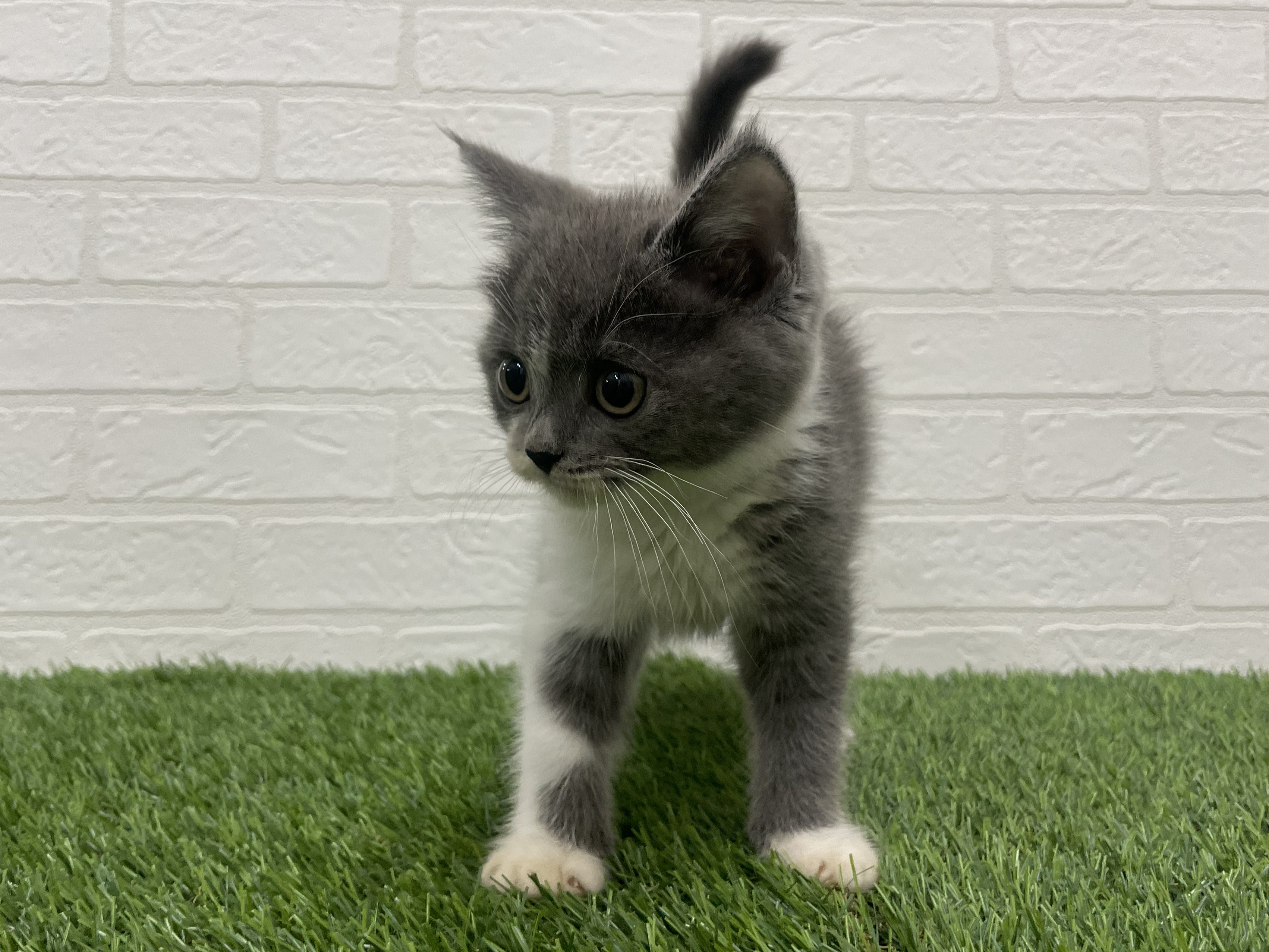 東京都のブリティッシュショートヘアー (ワンニャンハウス赤羽店/2025年11月17日生まれ/男の子/ブルーホワイト)の子猫の3枚目の画像