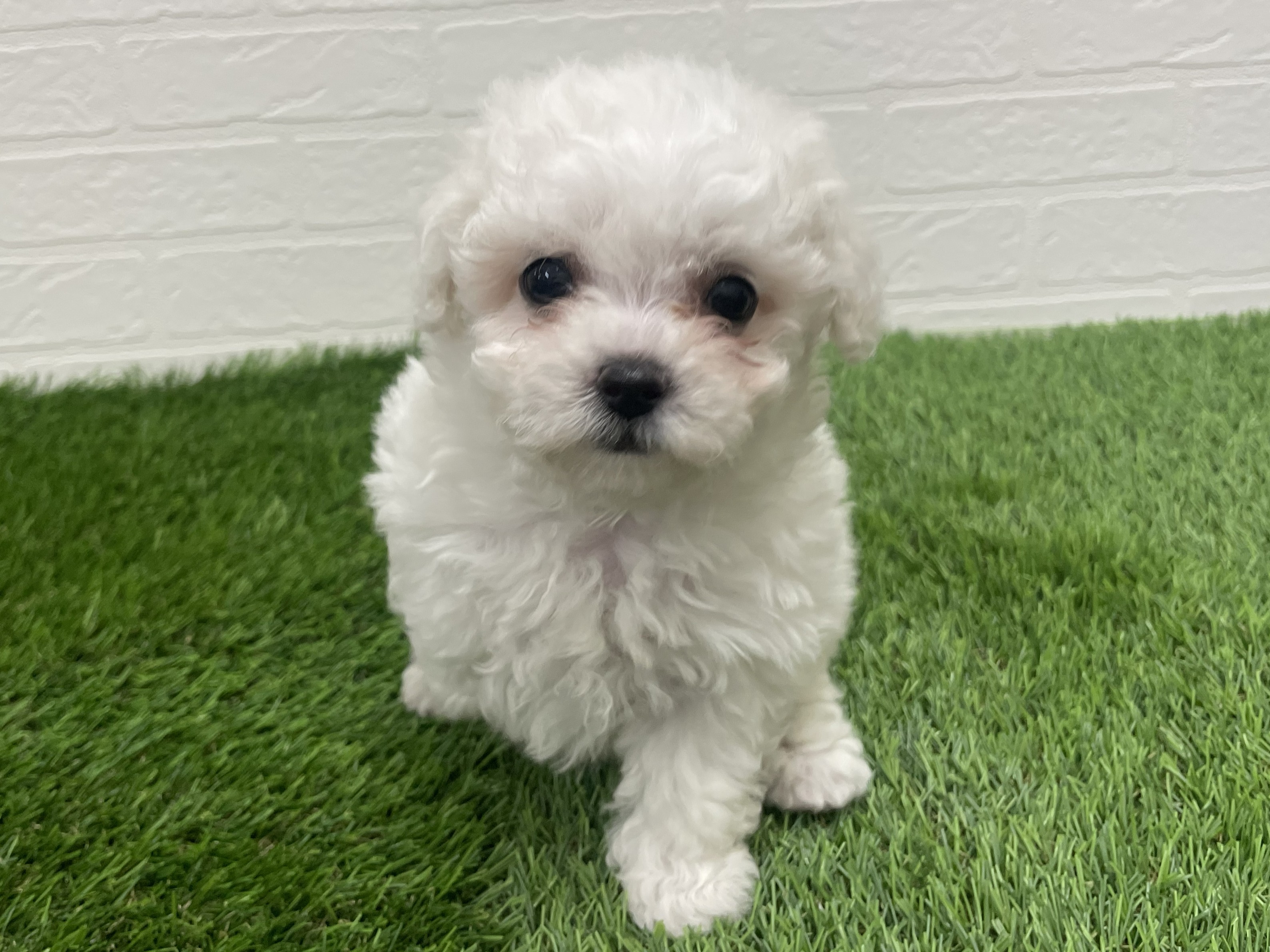 東京都のビションフリーゼ (ワンニャンハウス赤羽店/2025年8月26日生まれ/女の子/ホワイト)の子犬の1枚目の画像