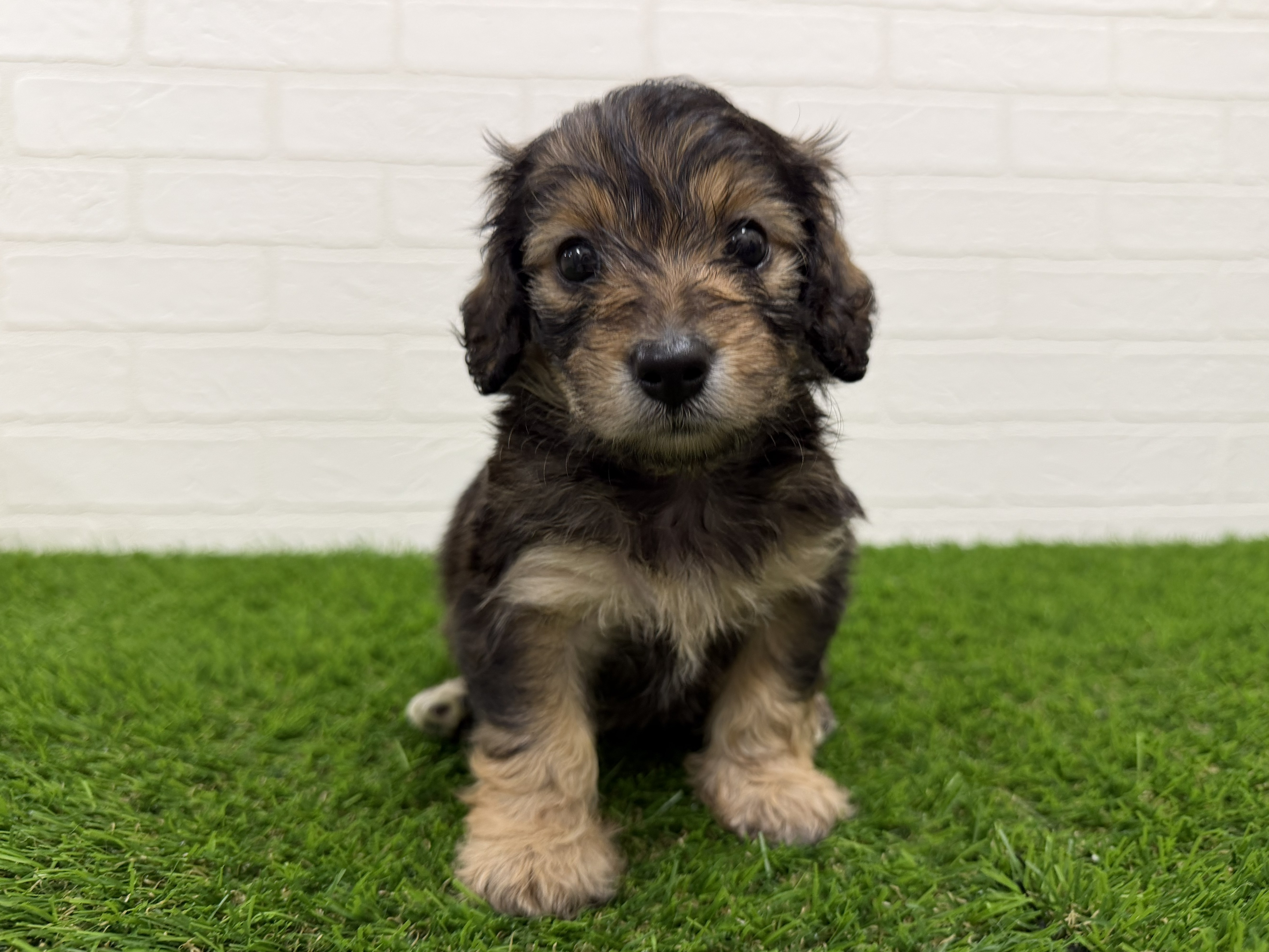 東京都のハーフ犬・ミックス犬 (ワンニャンハウス赤羽店/2026年5月18日生まれ/女の子/シェーデットレッド)の子犬の1枚目の画像