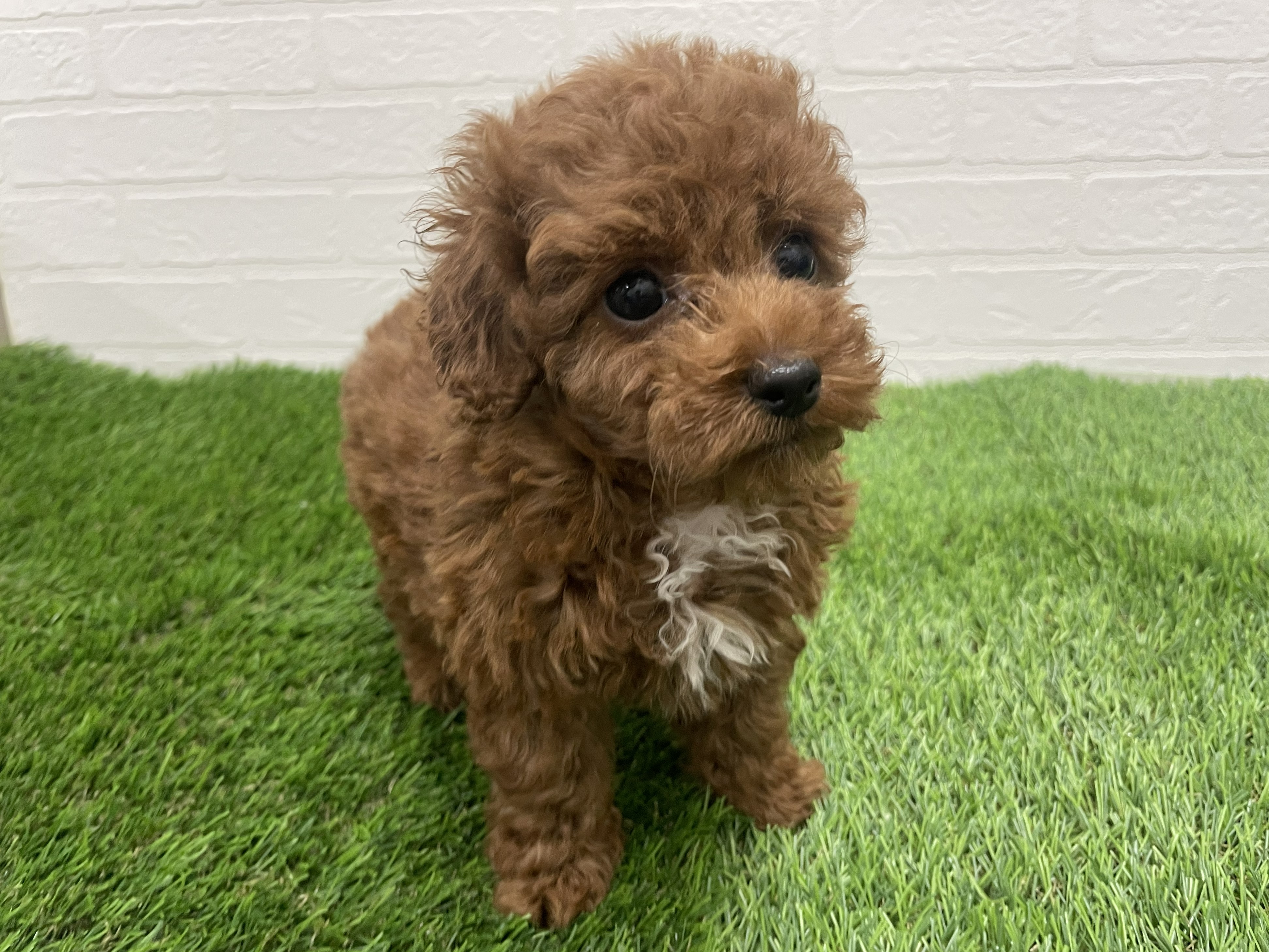 東京都のトイプードル(トイ) (ワンニャンハウス赤羽店/2025年8月28日生まれ/男の子/レッド)の子犬の3枚目の画像