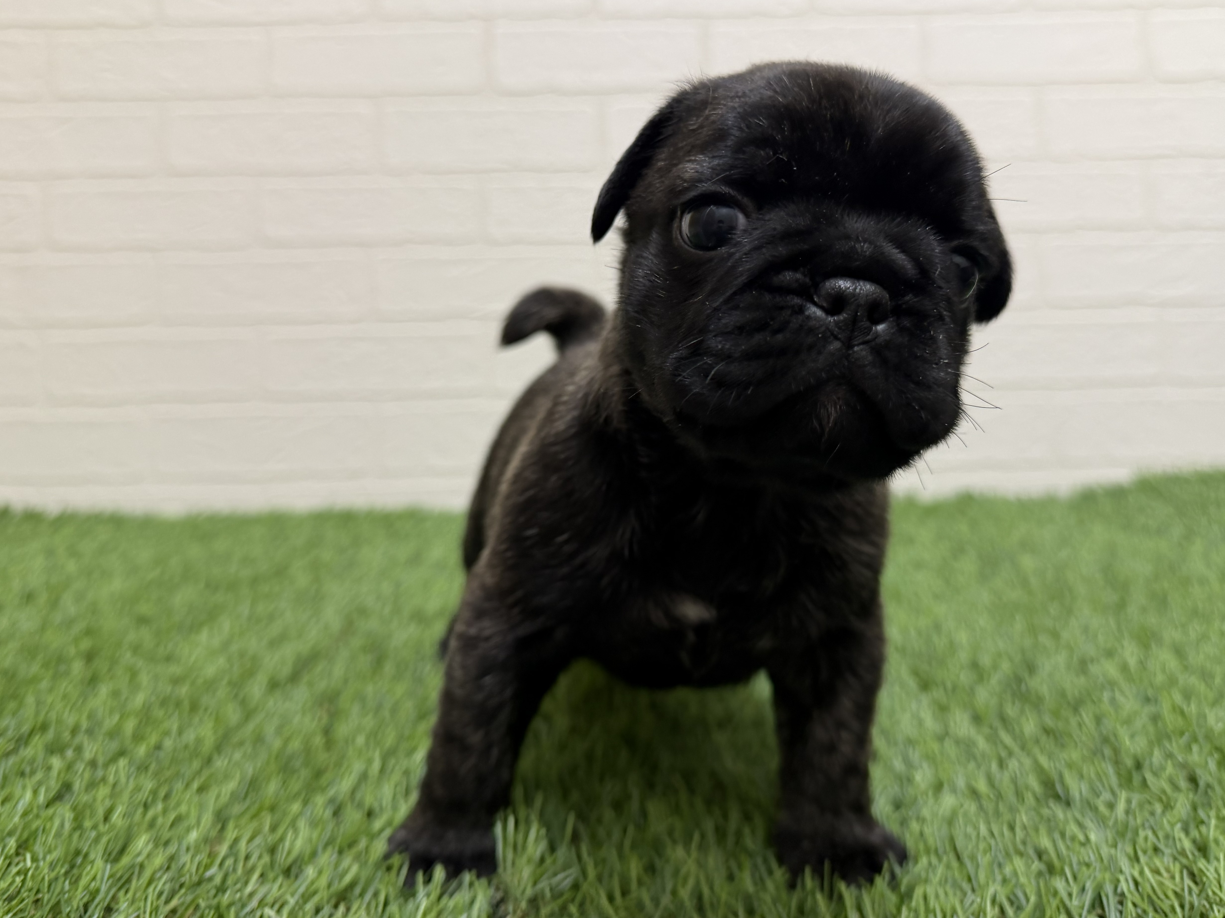 東京都のフレンチパグ/パグフレンチ(フレンチブルドック×パグ) (ワンニャンハウス赤羽店/2026年1月24日生まれ/男の子/ブリンドル)の子犬の2枚目の画像