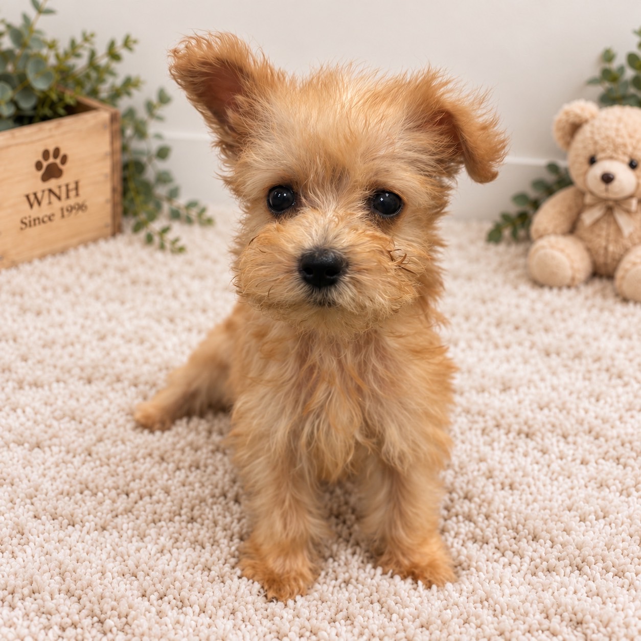 東京都のハーフ犬・ミックス犬 (ワンニャンハウス赤羽店/2026年8月9日生まれ/女の子/アプリコット)の子犬の3枚目の画像