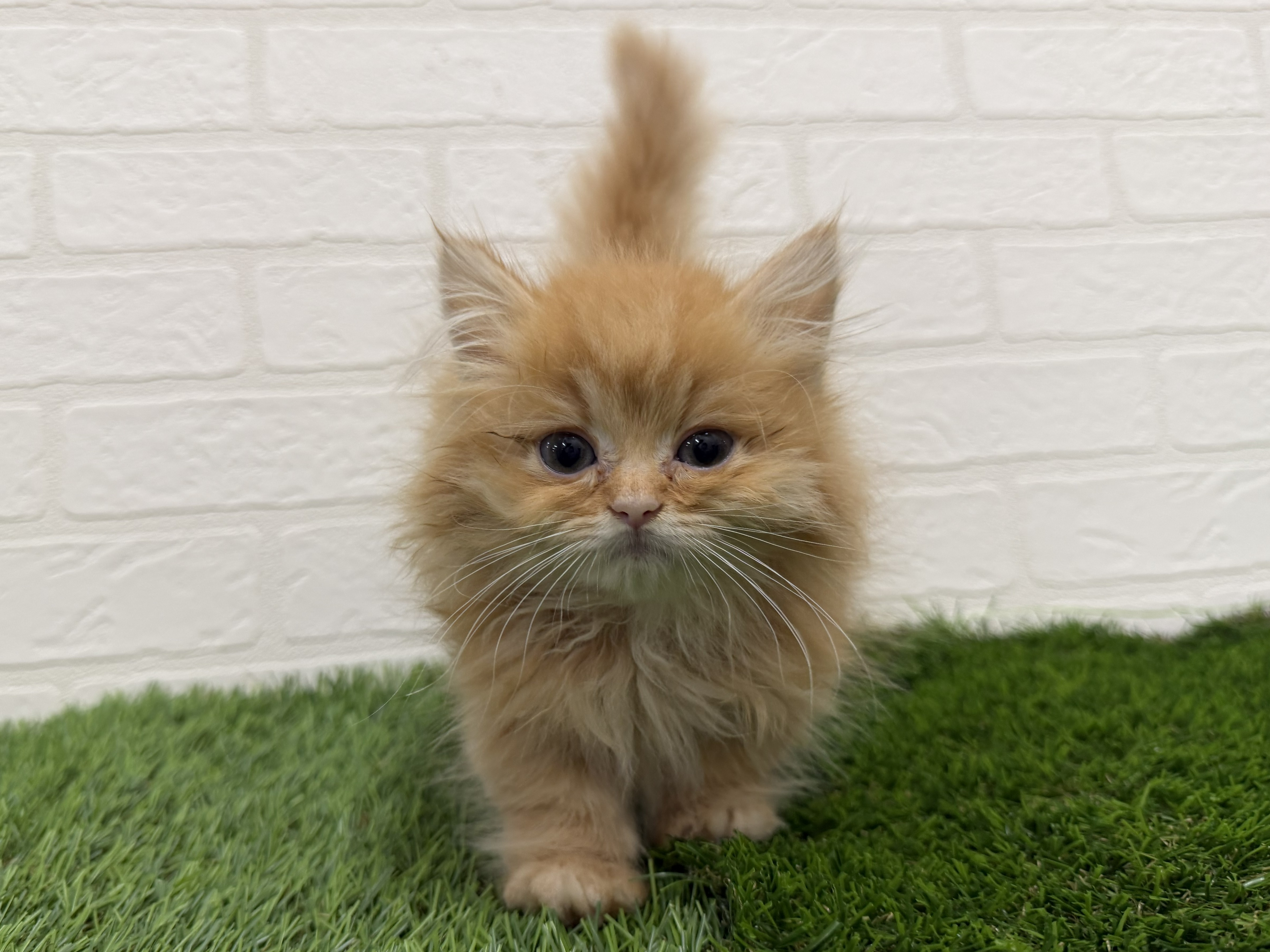 東京都のミヌエット (ワンニャンハウス赤羽店/2026年5月22日生まれ/男の子/レッドタビー)の子猫の3枚目の画像