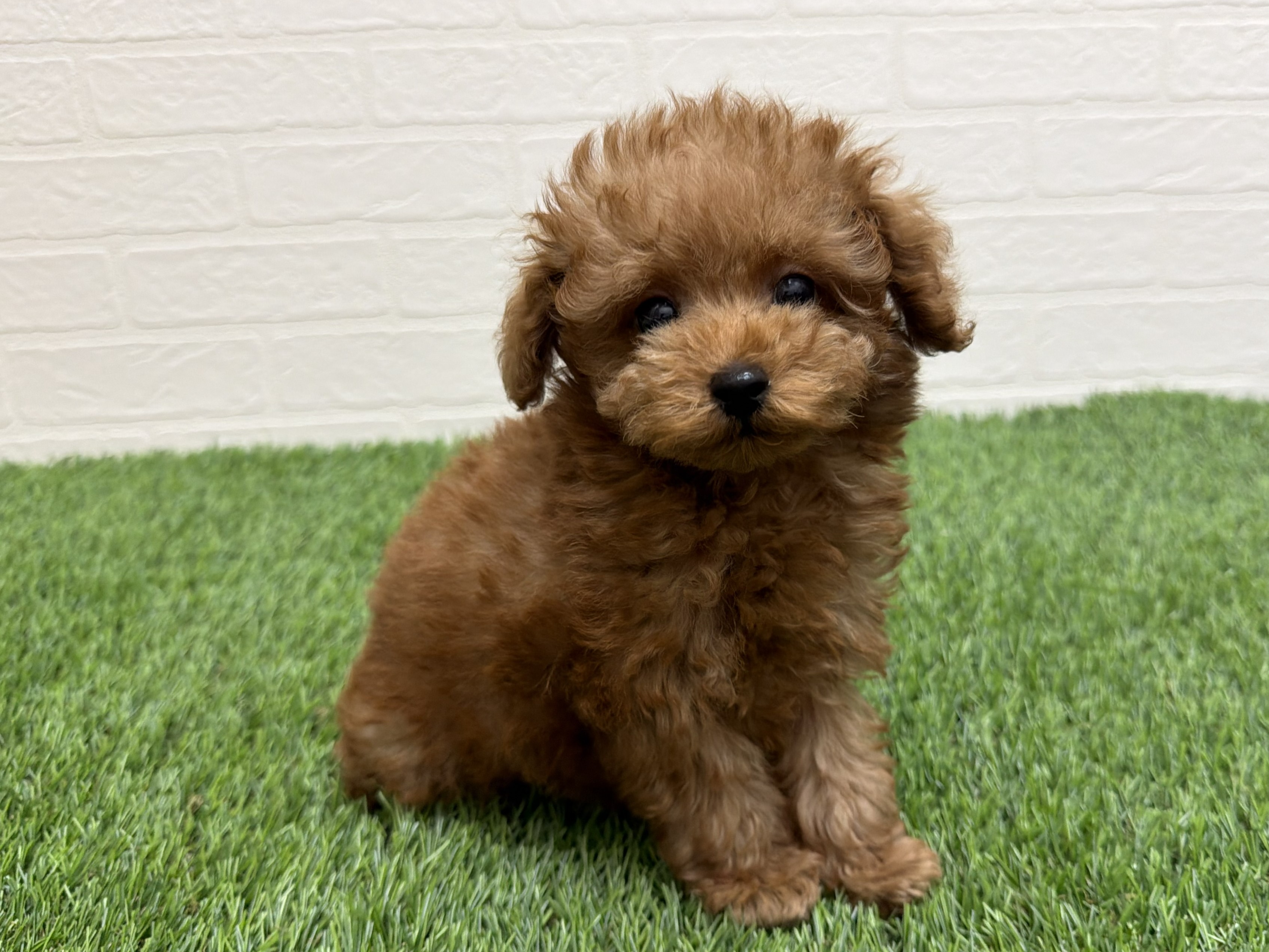 東京都のトイプードル(トイ) (ワンニャンハウス赤羽店/2026年1月18日生まれ/男の子/アプリコット)の子犬の2枚目の画像