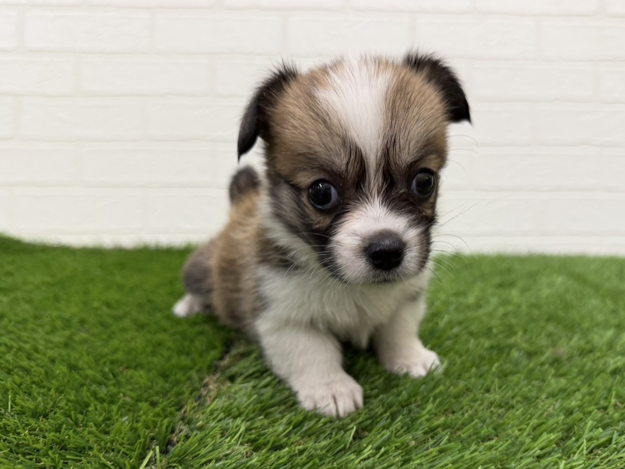 東京都のハーフ犬・ミックス犬 (ワンニャンハウス赤羽店/2026年8月2日生まれ/女の子/レッドホワイト)の子犬の1枚目の画像